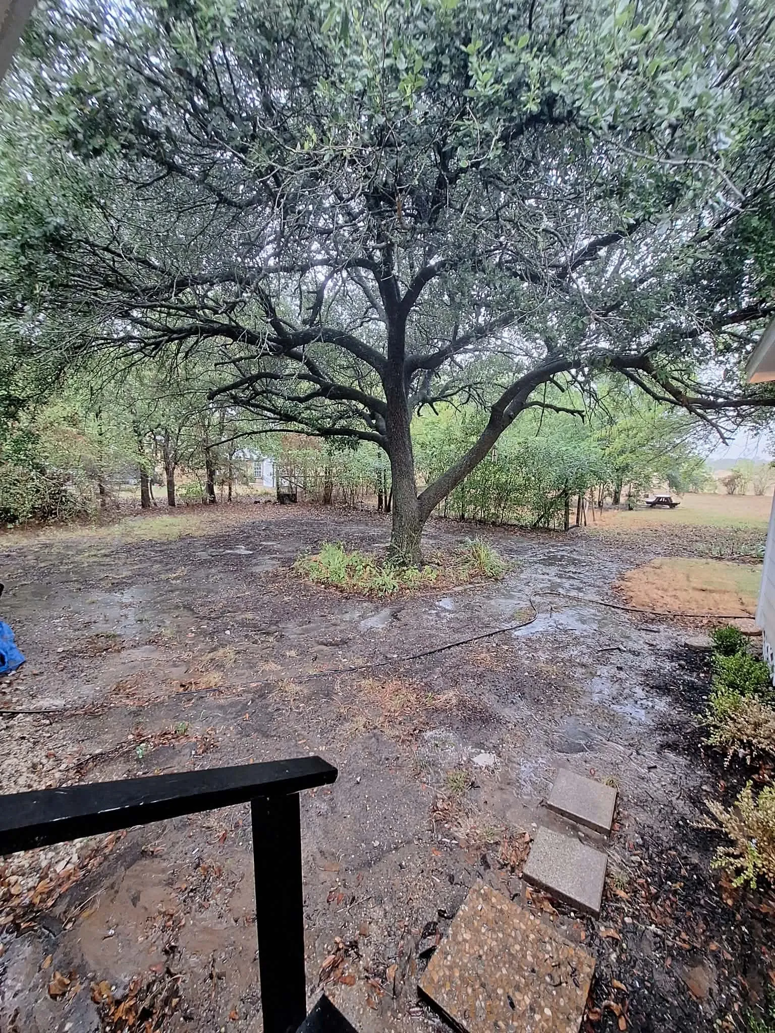 Expansive natural landscape featuring a mature tree, additional surrounding trees, and stepping stones