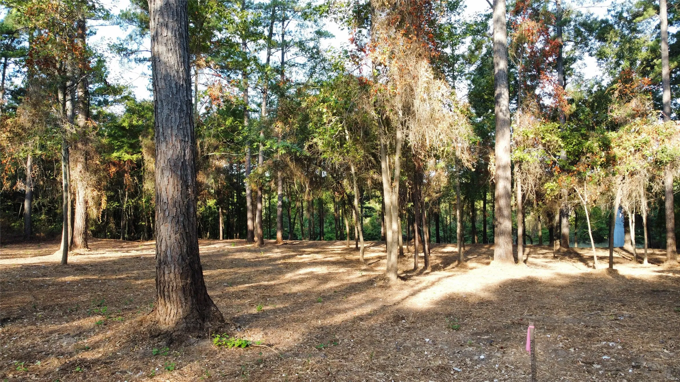 commercial lot with trees