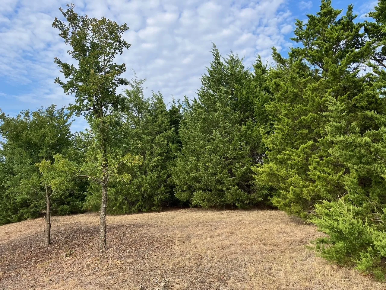 Improved Land For Sale in Collin County , TBD County Road 670, Blue Ridge, Texas 75424, 0, 0, Garage spaces, 0 Sqft, built in 0, mls#21402302, Real Estate Agent in Blue Ridge, Homes For Sale in Collin county, Homes For Sale in Blue Ridge, Realtor in Blue Ridge Texas, Real Estate Brokerage Independent Realty Texas, Luminita Cordes Realtor