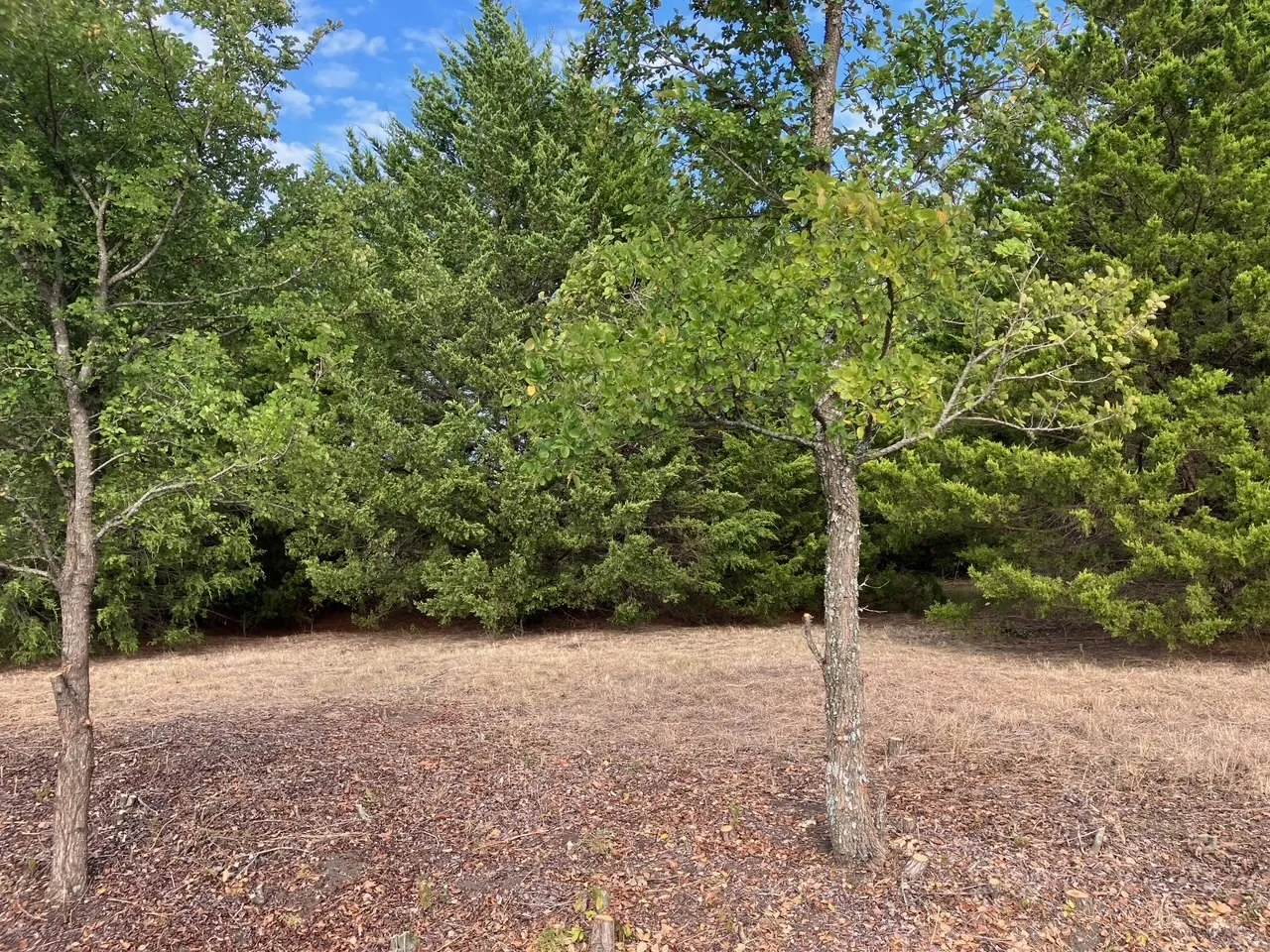 Improved Land For Sale in Collin County , TBD County Road 670, Blue Ridge, Texas 75424, 0, 0, Garage spaces, 0 Sqft, built in 0, mls#21402302, Real Estate Agent in Blue Ridge, Homes For Sale in Collin county, Homes For Sale in Blue Ridge, Realtor in Blue Ridge Texas, Real Estate Brokerage Independent Realty Texas, Luminita Cordes Realtor