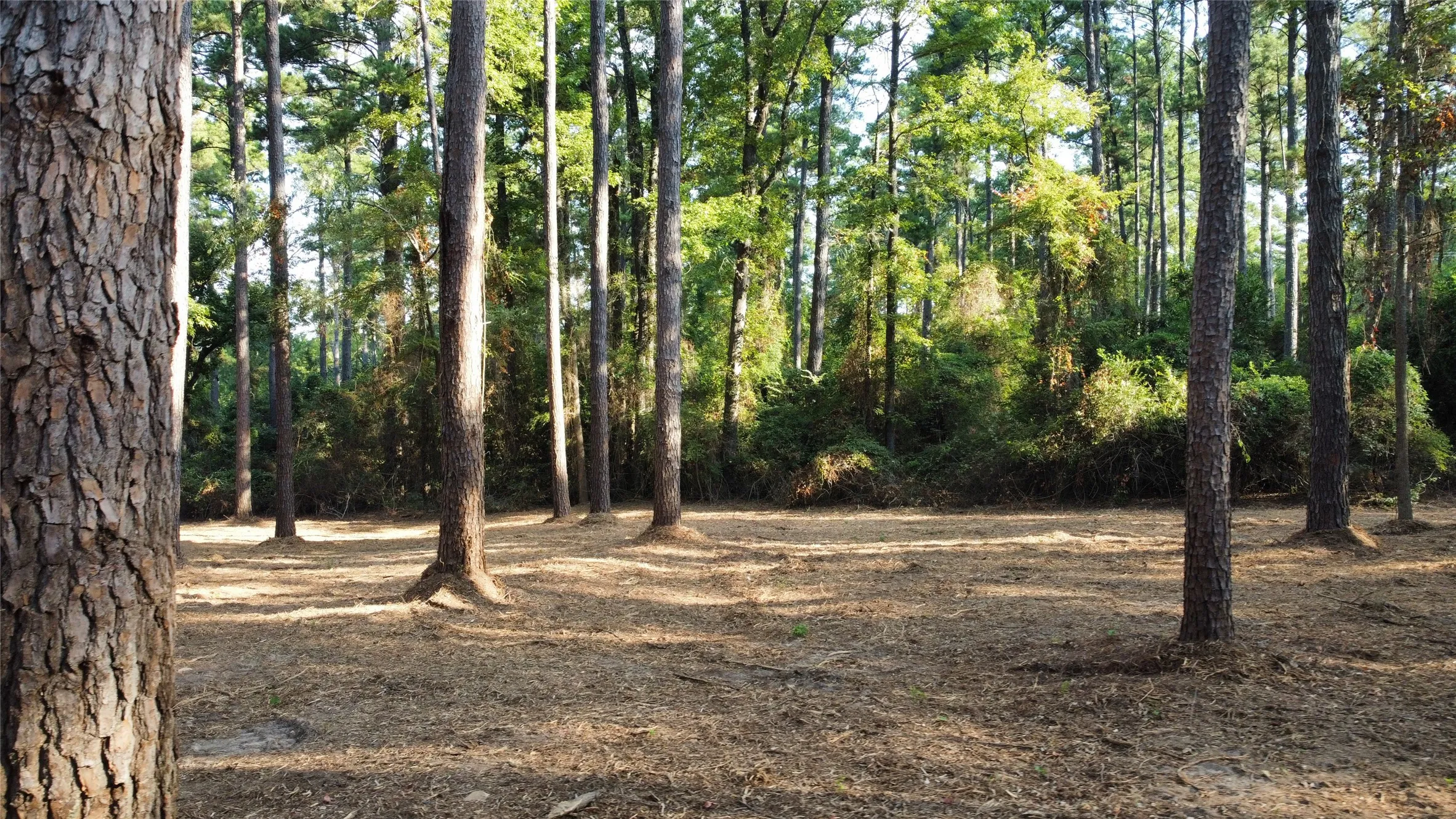 Unimproved Land For Sale in Smith County , TBD County Road 192 6, Tyler, Texas 75703, 0, 0, Garage spaces, 0 Sqft, built in 0, mls#21399236, Real Estate Agent in Tyler, Homes For Sale in Smith county, Homes For Sale in Tyler, Realtor in Tyler Texas, Real Estate Brokerage Independent Realty Texas, Luminita Cordes Realtor