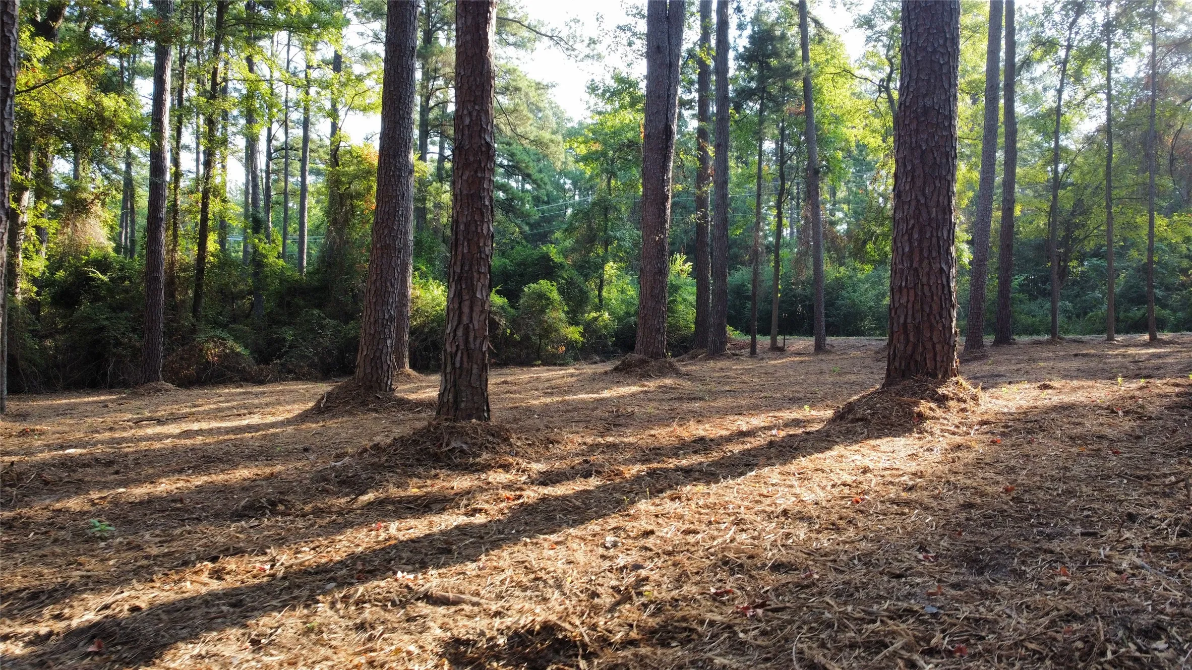 Unimproved Land For Sale in Smith County , TBD County Road 192 6, Tyler, Texas 75703, 0, 0, Garage spaces, 0 Sqft, built in 0, mls#21399236, Real Estate Agent in Tyler, Homes For Sale in Smith county, Homes For Sale in Tyler, Realtor in Tyler Texas, Real Estate Brokerage Independent Realty Texas, Luminita Cordes Realtor