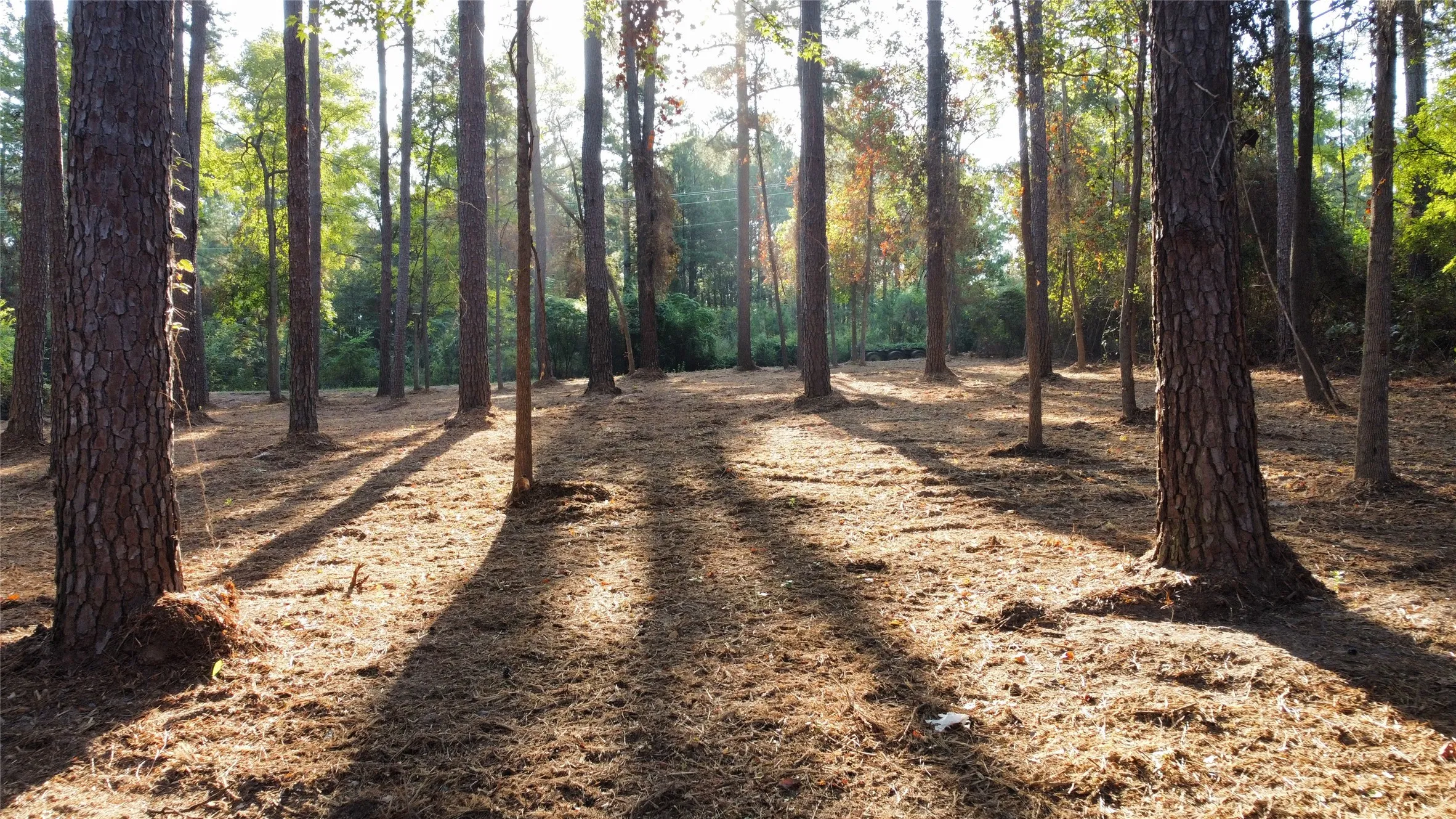 Unimproved Land For Sale in Smith County , TBD County Road 192 6, Tyler, Texas 75703, 0, 0, Garage spaces, 0 Sqft, built in 0, mls#21399236, Real Estate Agent in Tyler, Homes For Sale in Smith county, Homes For Sale in Tyler, Realtor in Tyler Texas, Real Estate Brokerage Independent Realty Texas, Luminita Cordes Realtor
