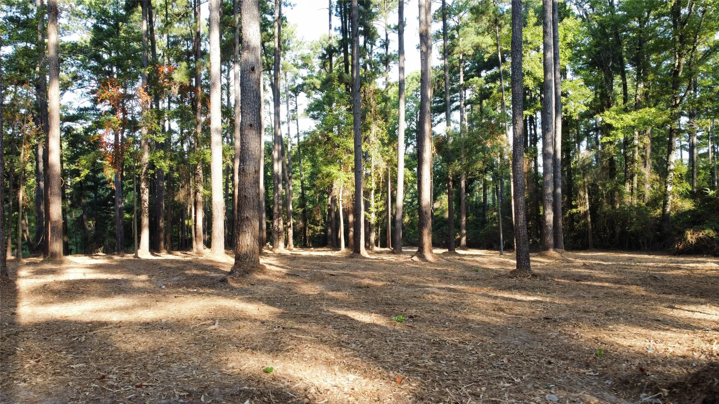Unimproved Land For Sale in Smith County , TBD County Road 192 6, Tyler, Texas 75703, 0, 0, Garage spaces, 0 Sqft, built in 0, mls#21399236, Real Estate Agent in Tyler, Homes For Sale in Smith county, Homes For Sale in Tyler, Realtor in Tyler Texas, Real Estate Brokerage Independent Realty Texas, Luminita Cordes Realtor