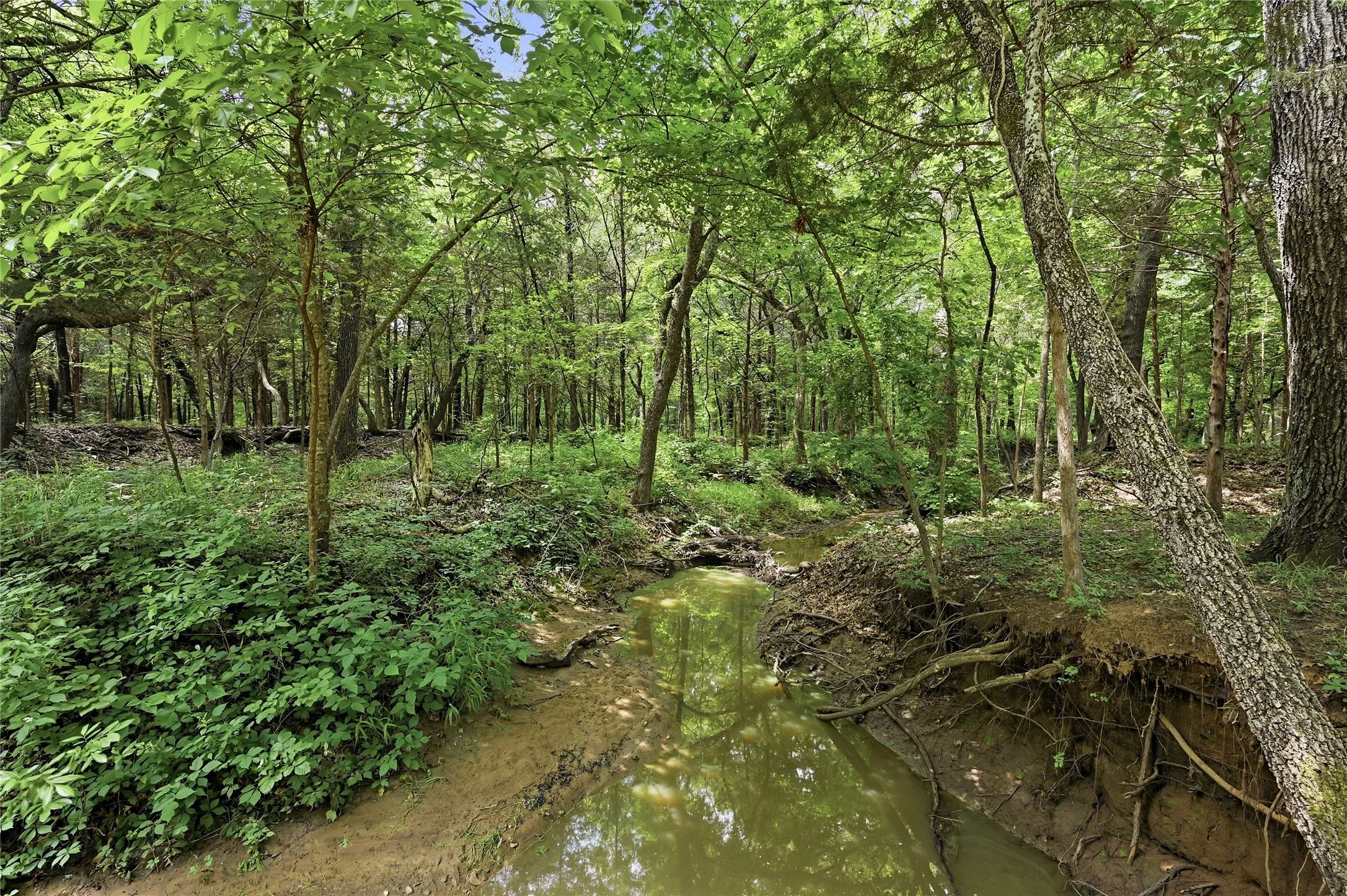 Wooded property featuring a natural creek, mature trees, and lush ground cover
