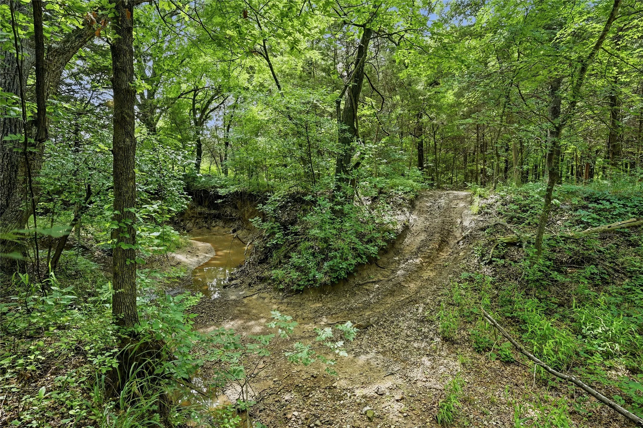 Wooded terrain with dense foliage and natural stream