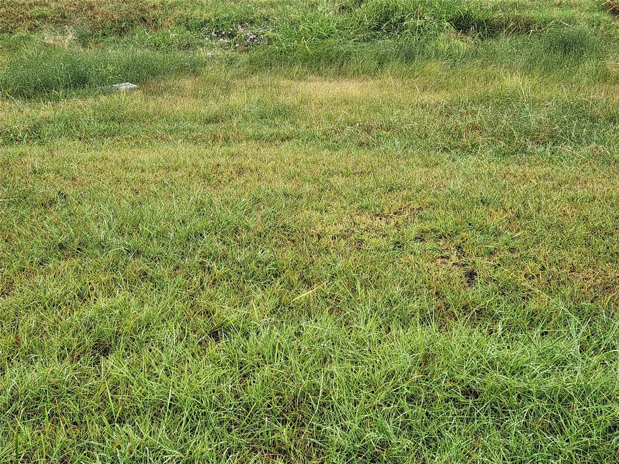 Flat, grassy, easy to walk property.
