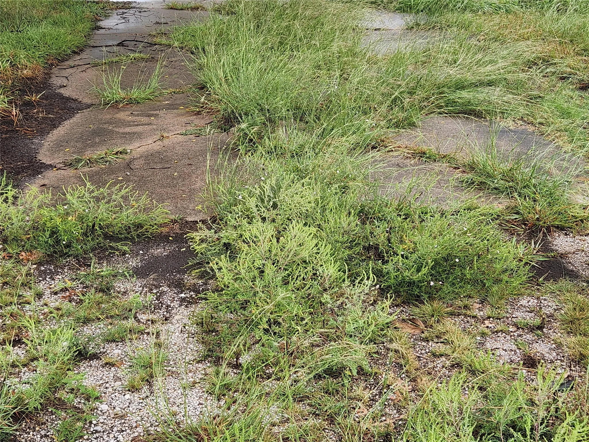 Part of the parking pad and old driveway