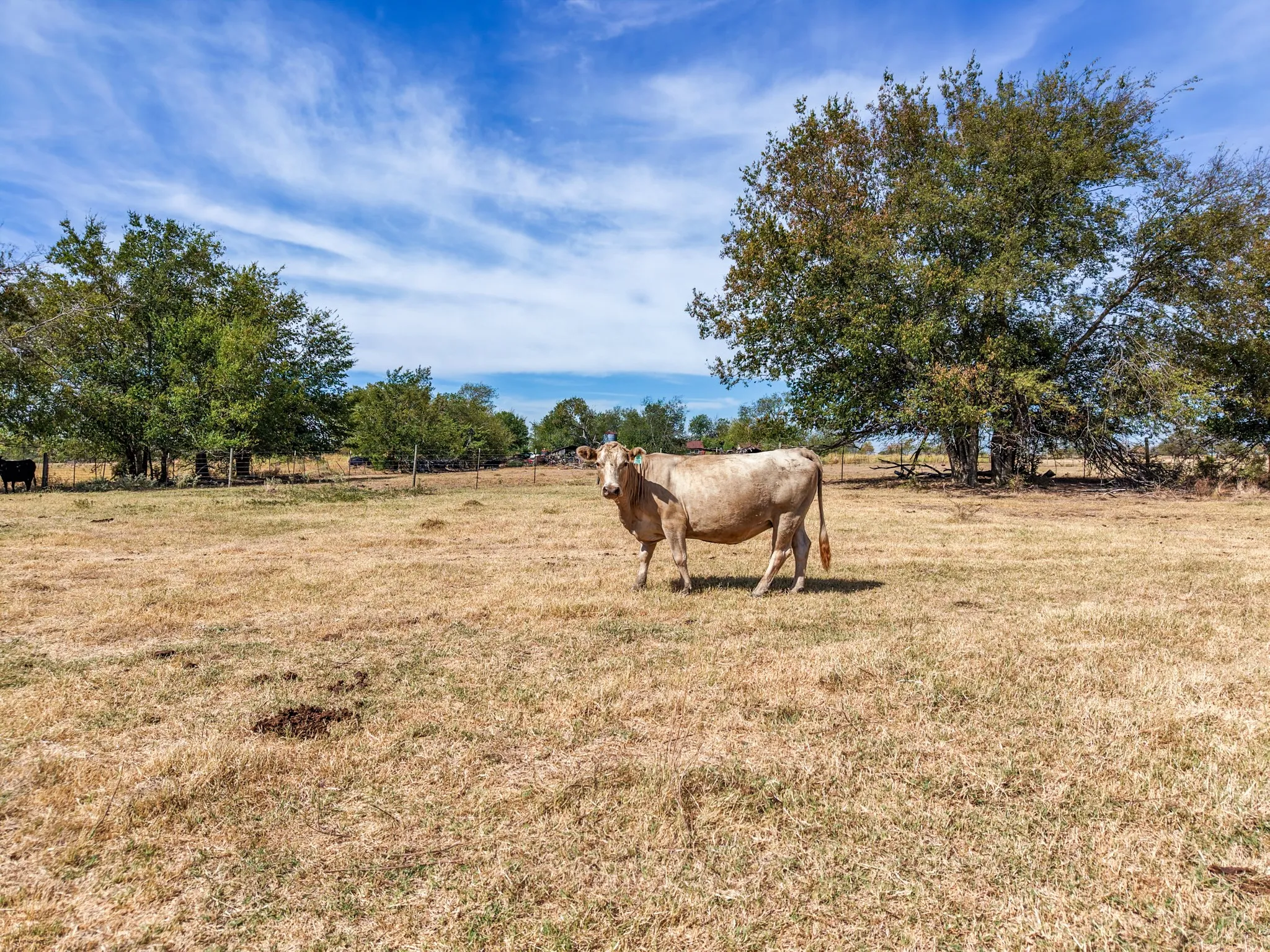 Ranch For Sale in Hopkins County , TBD CR 4758, Sulphur Springs, Texas 75482, 0, 0, Garage spaces, 0 Sqft, built in 0, mls#21399017, Real Estate Agent in Sulphur Springs, Homes For Sale in Hopkins county, Homes For Sale in Sulphur Springs, Realtor in Sulphur Springs Texas, Real Estate Brokerage Independent Realty Texas, Luminita Cordes Realtor