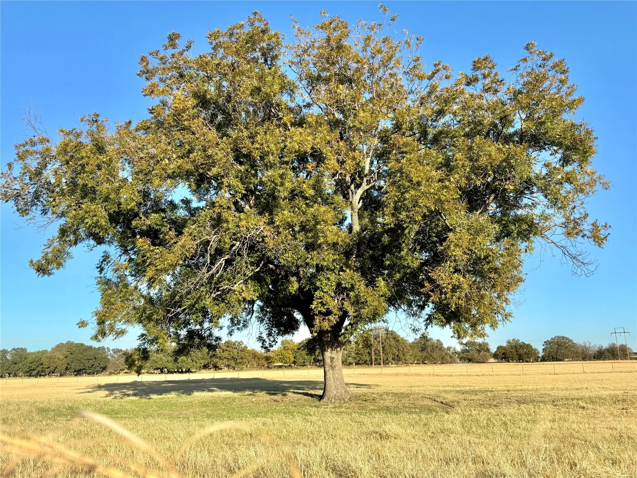 Expansive natural landscaping with a prominent mature deciduous tree, surrounded by open grassland and additional trees in the background