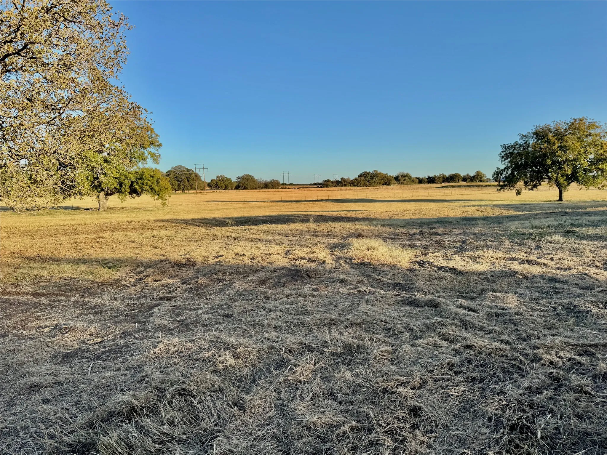 Expansive open field with scattered mature trees and a clear sky