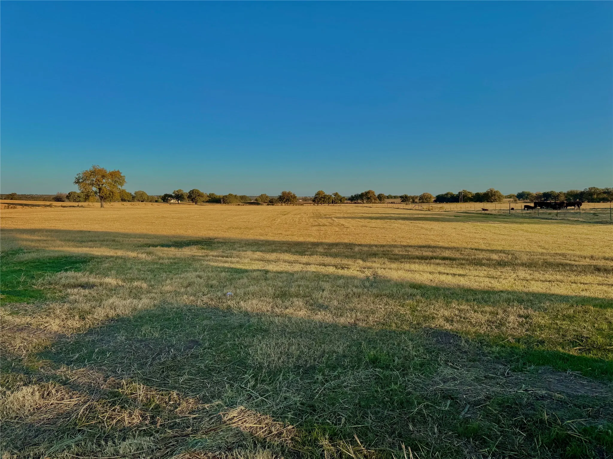 Expansive open field with scattered mature trees and distant fencing