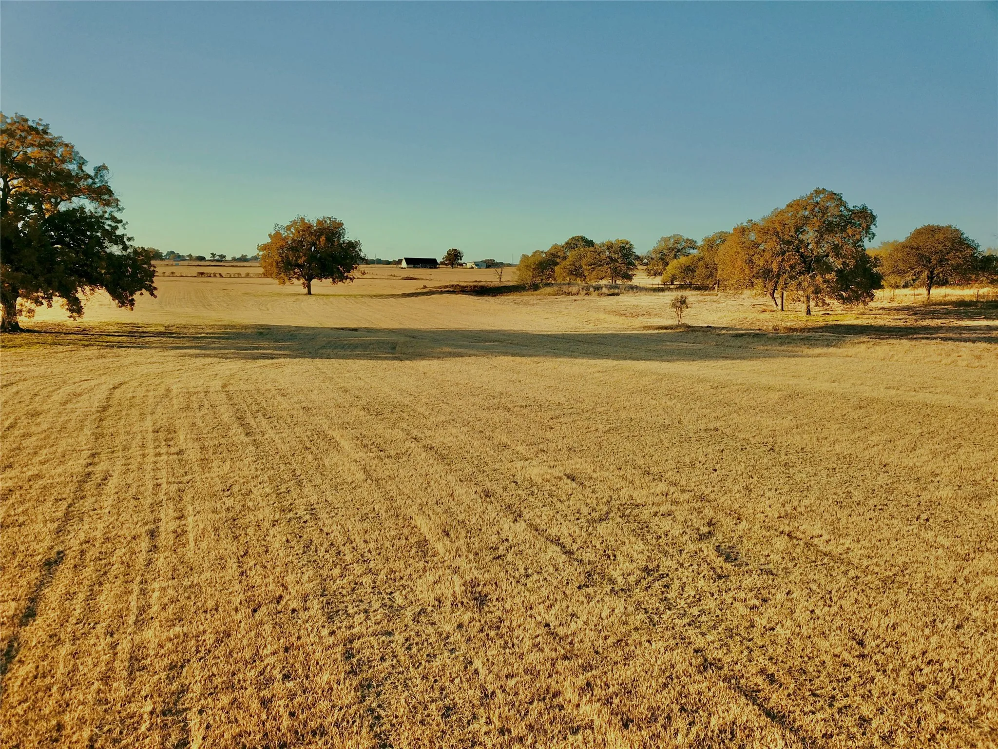 Expansive open field with scattered mature trees and distant building structures