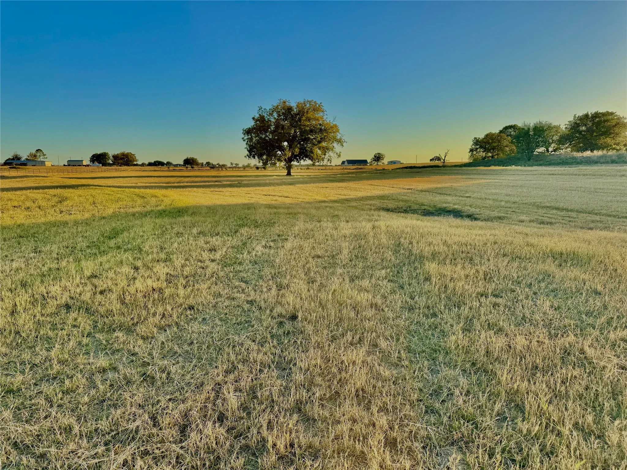 Expansive open field featuring natural grasses and scattered mature trees