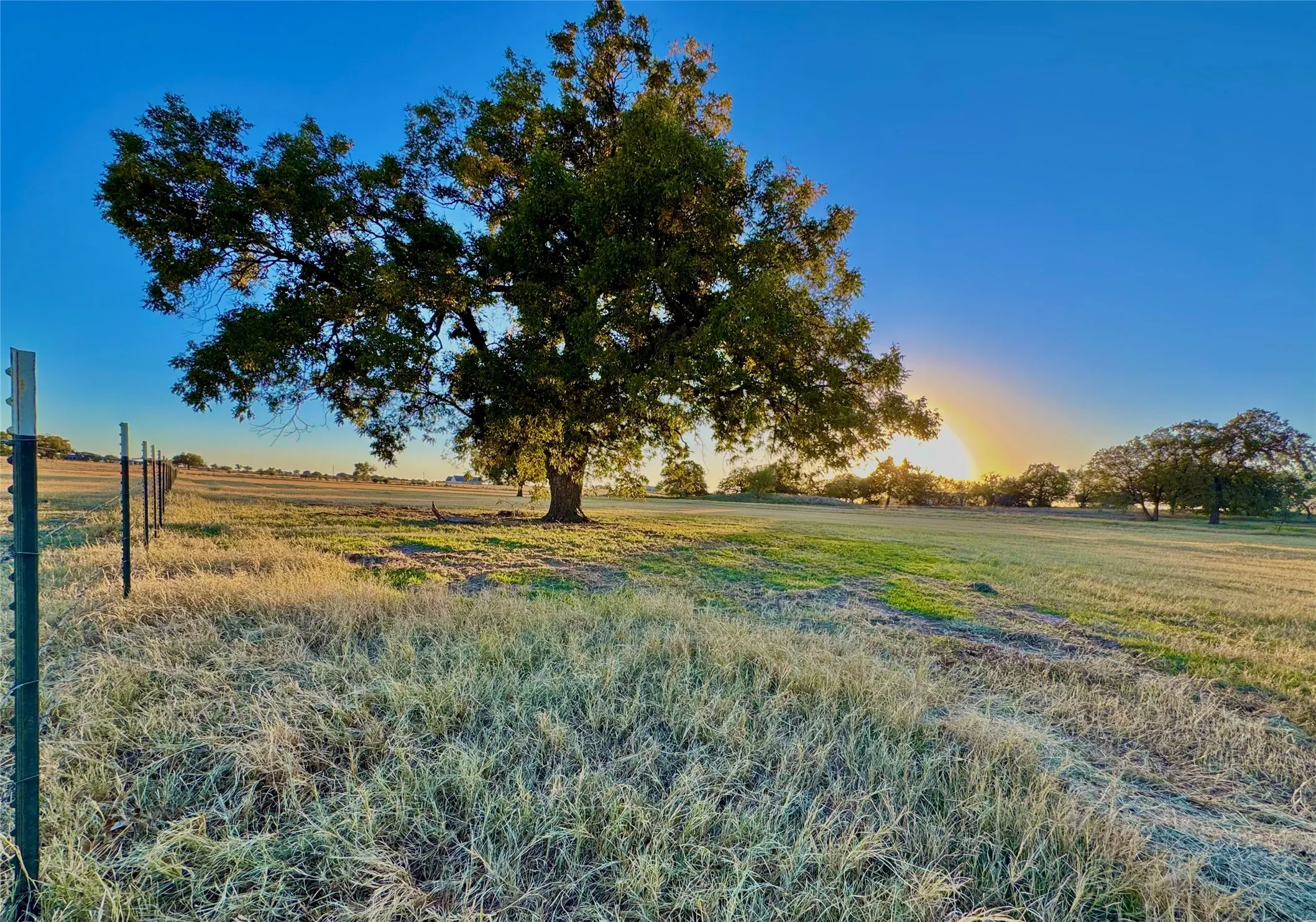 Expansive open field featuring mature trees and a distant tree line