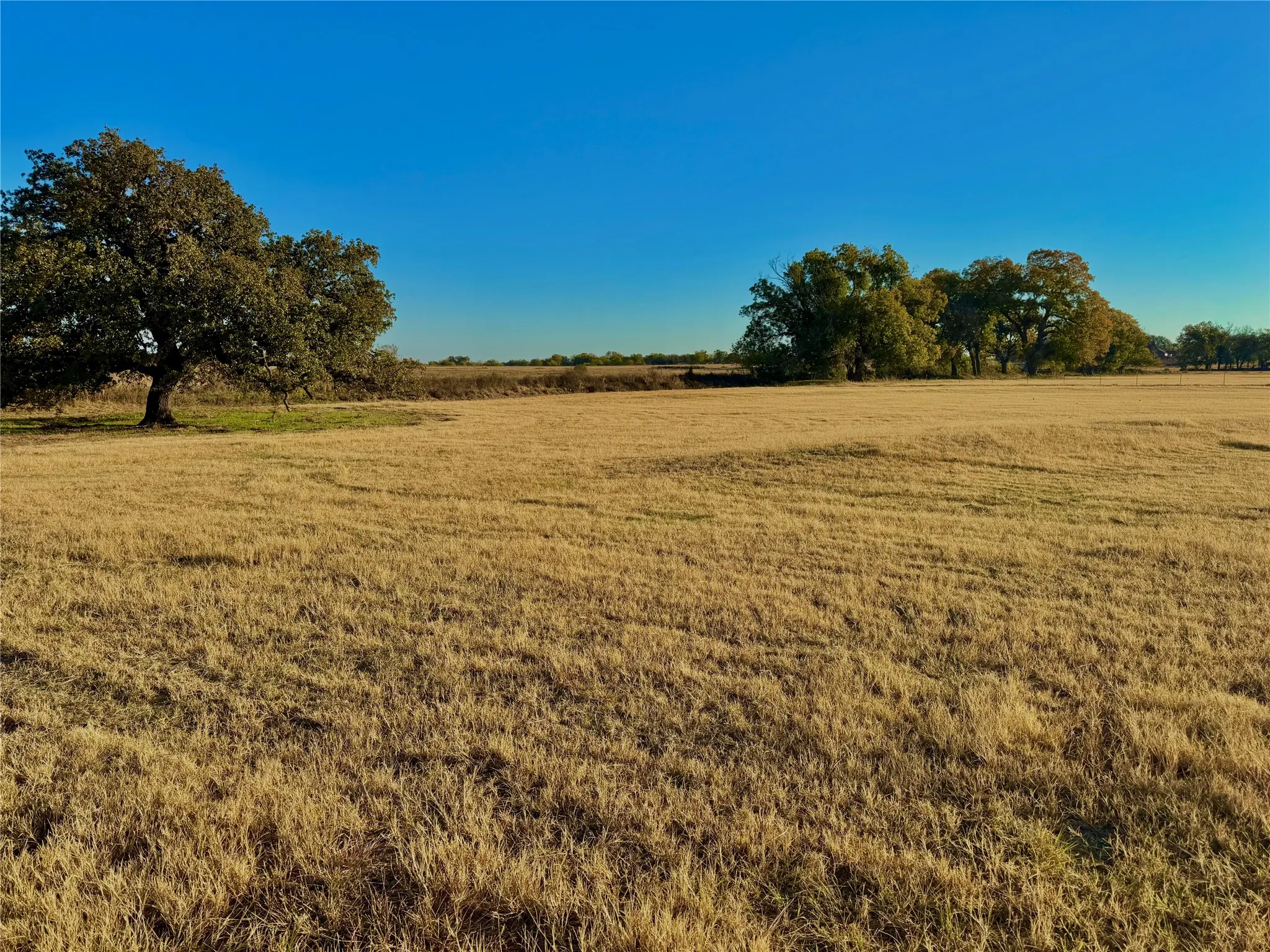 Expansive open field with scattered mature trees and a clear sky