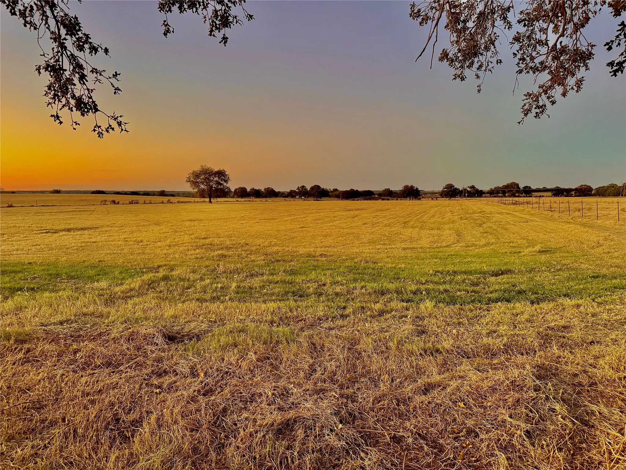 Expansive open field with natural grass and distant tree line