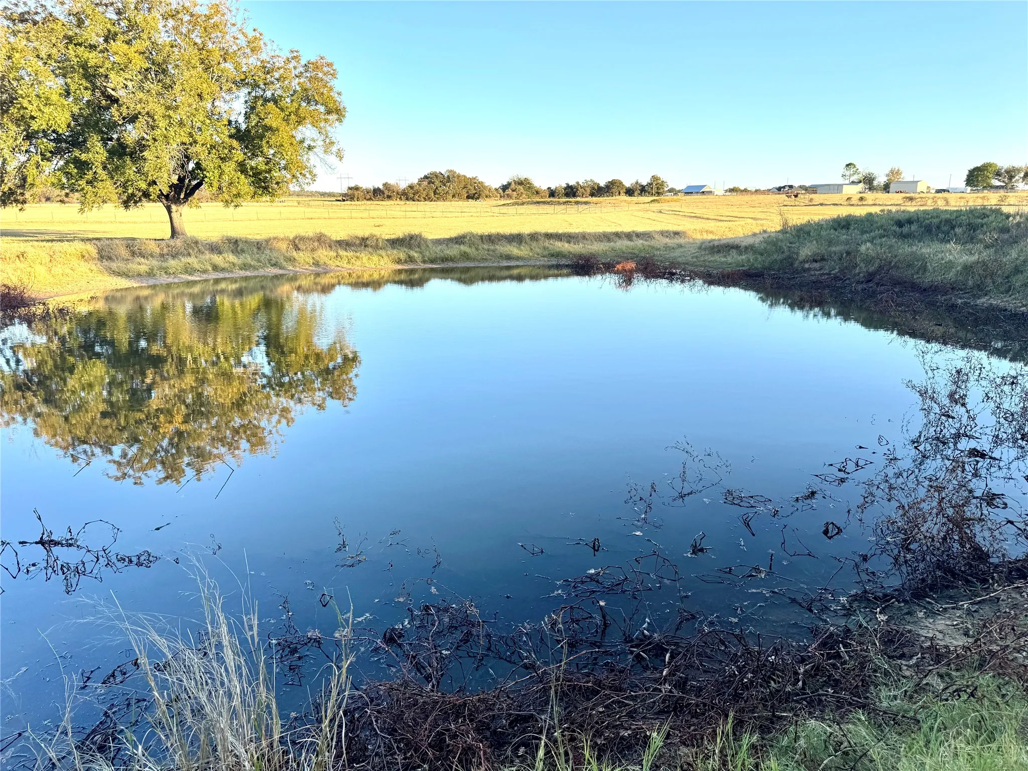 Expansive pond with clear water, surrounded by natural ground cover and a mature tree