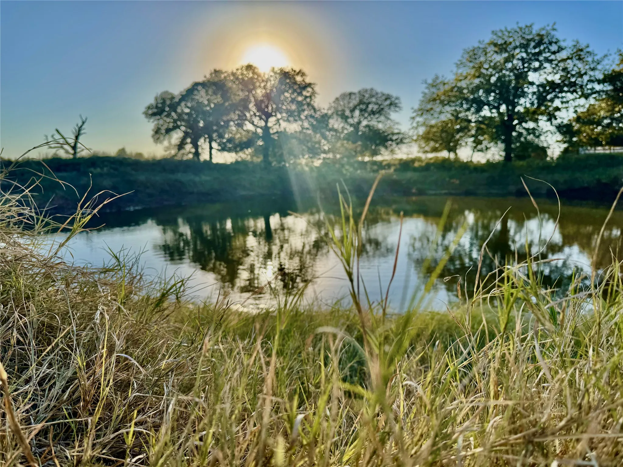Pond with water reflections and surrounding natural grass and trees