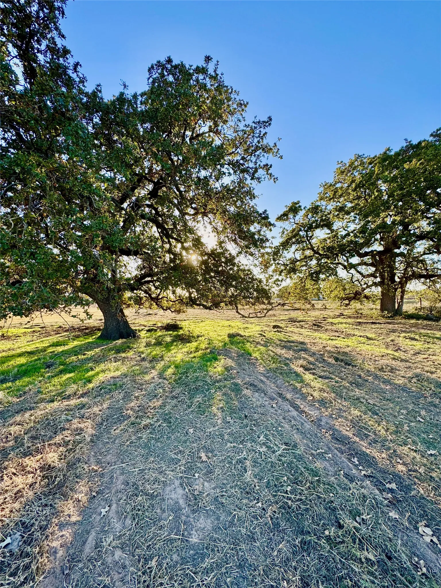 Expansive natural landscape featuring established mature trees and open grassy areas under a clear sky