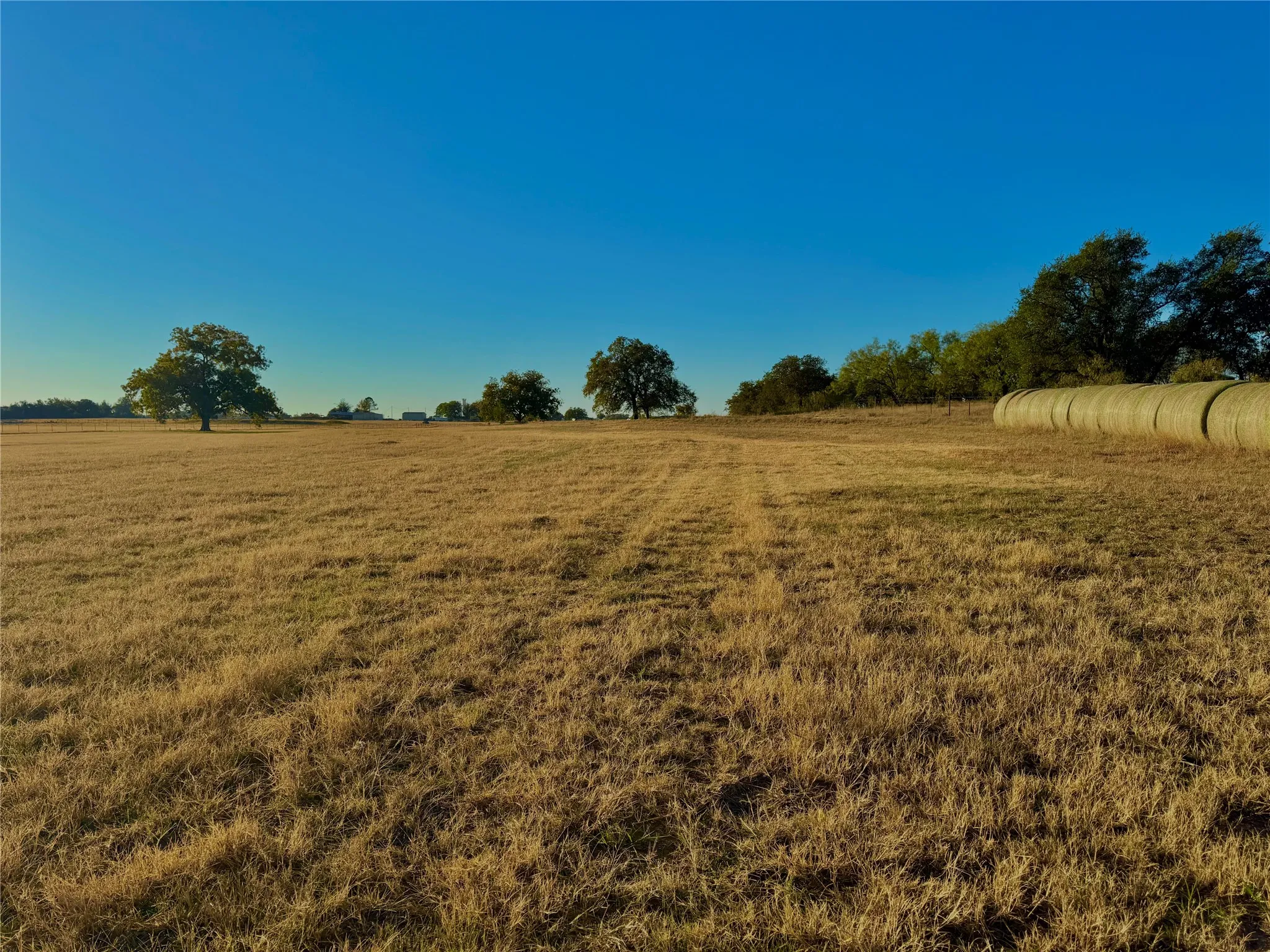 Expansive open field with scattered mature trees and distant structures