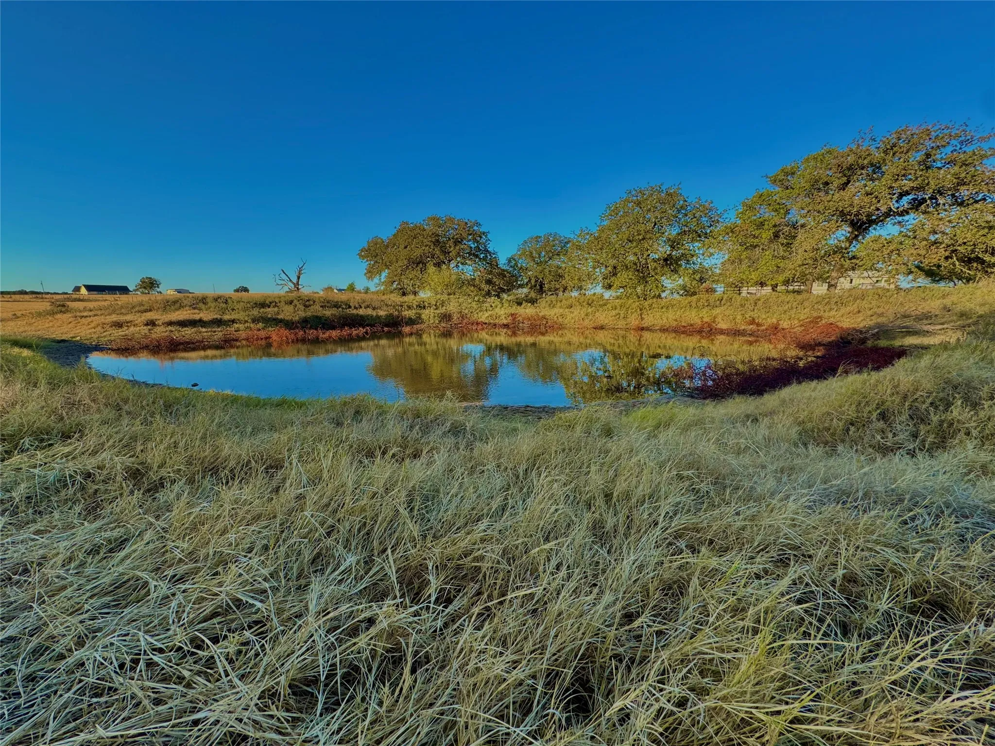 Pond with water reflections, surrounded by dry grasses and mature trees