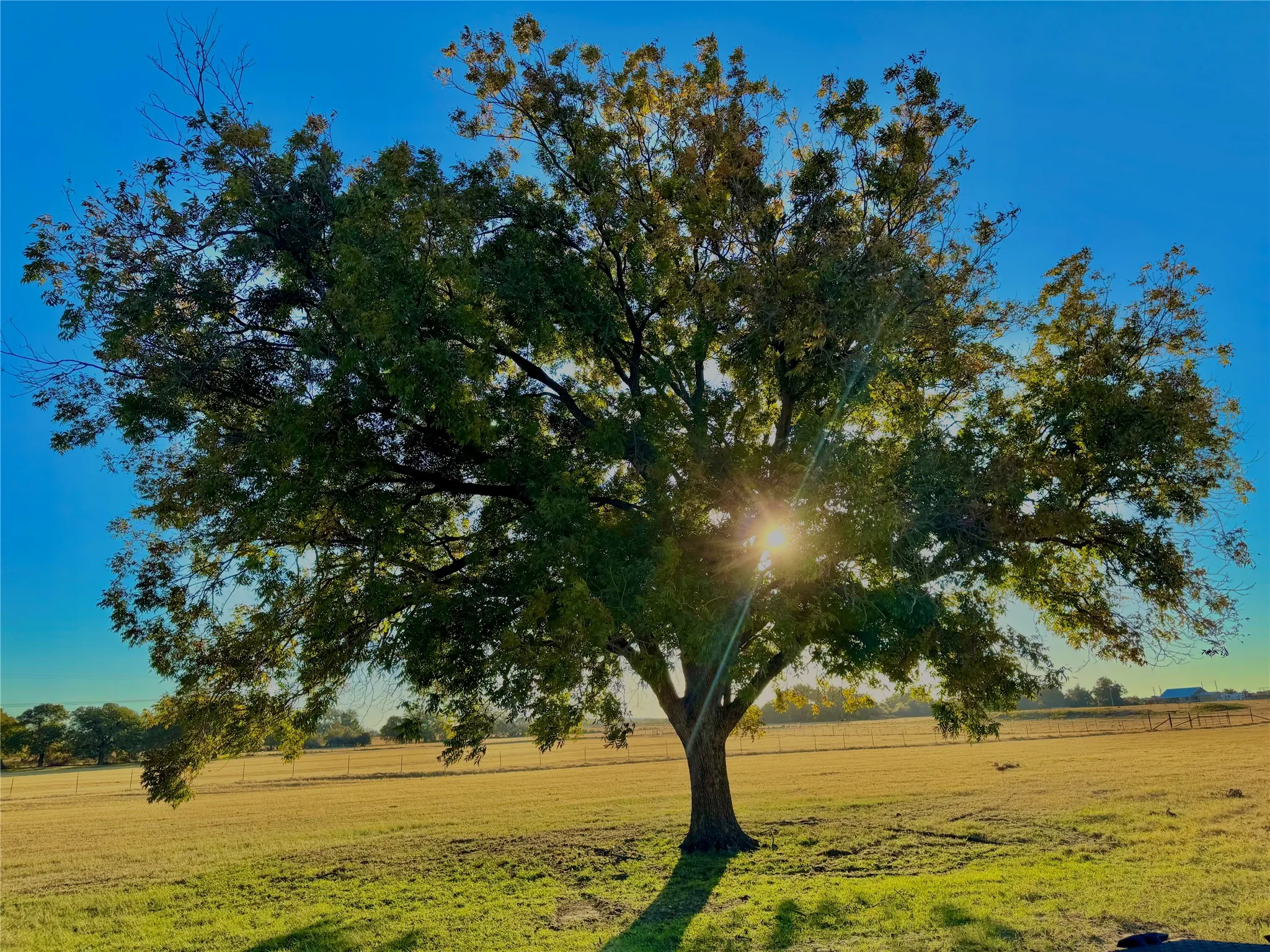 Expansive natural landscape with a prominent mature tree