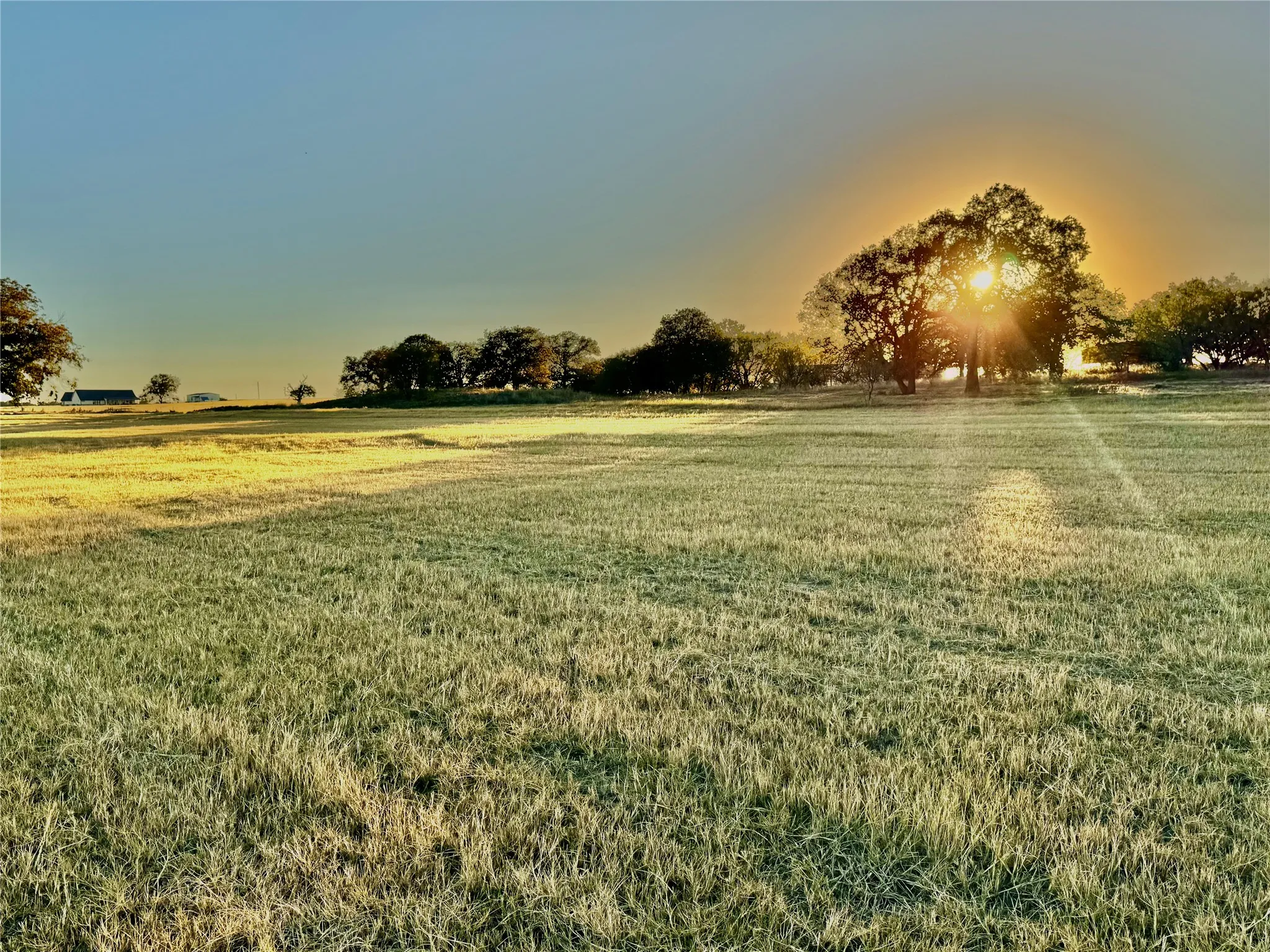 Expansive grassy field with scattered mature trees and a clear sky backdrop