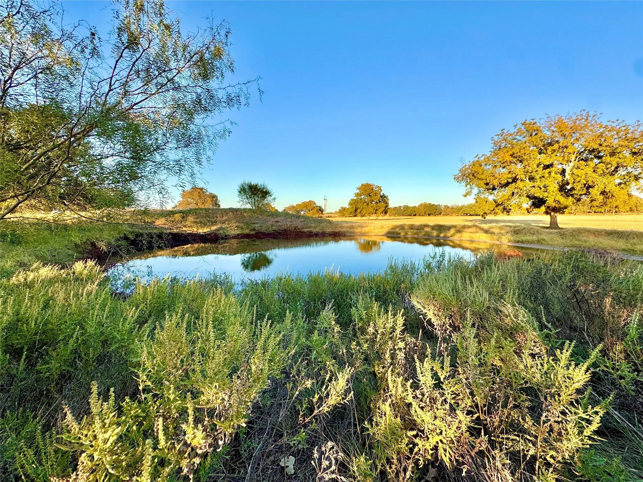 Pond with reflective water, surrounded by natural vegetation and mature trees