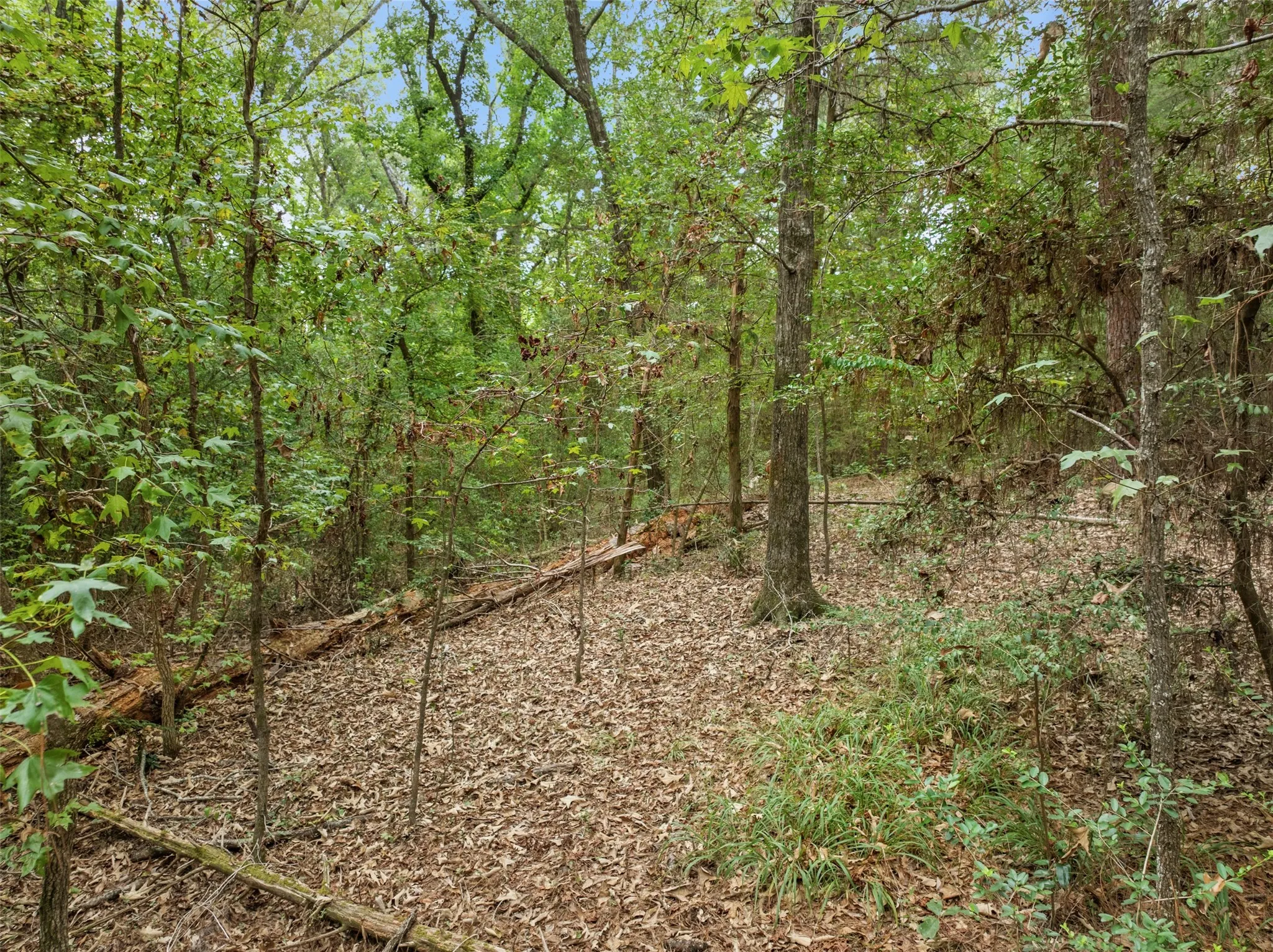 Unimproved Land For Sale in Anderson County , 0000 CR 300, Frankston, Texas 75763, 0, 0, Garage spaces, 0 Sqft, built in 0, mls#21402618, Real Estate Agent in Frankston, Homes For Sale in Anderson county, Homes For Sale in Frankston, Realtor in Frankston Texas, Real Estate Brokerage Independent Realty Texas, Luminita Cordes Realtor