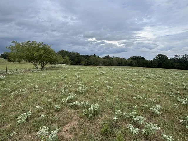 Improved Land For Sale in Henderson County , TBD FM 2709, Eustace, Texas 75124, 0, 0, Garage spaces, 0 Sqft, built in 0, mls#21402250, Real Estate Agent in Eustace, Homes For Sale in Henderson county, Homes For Sale in Eustace, Realtor in Eustace Texas, Real Estate Brokerage Independent Realty Texas, Luminita Cordes Realtor