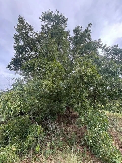 Improved Land For Sale in Henderson County , TBD FM 2709, Eustace, Texas 75124, 0, 0, Garage spaces, 0 Sqft, built in 0, mls#21402250, Real Estate Agent in Eustace, Homes For Sale in Henderson county, Homes For Sale in Eustace, Realtor in Eustace Texas, Real Estate Brokerage Independent Realty Texas, Luminita Cordes Realtor