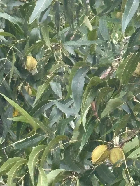 Pecans
