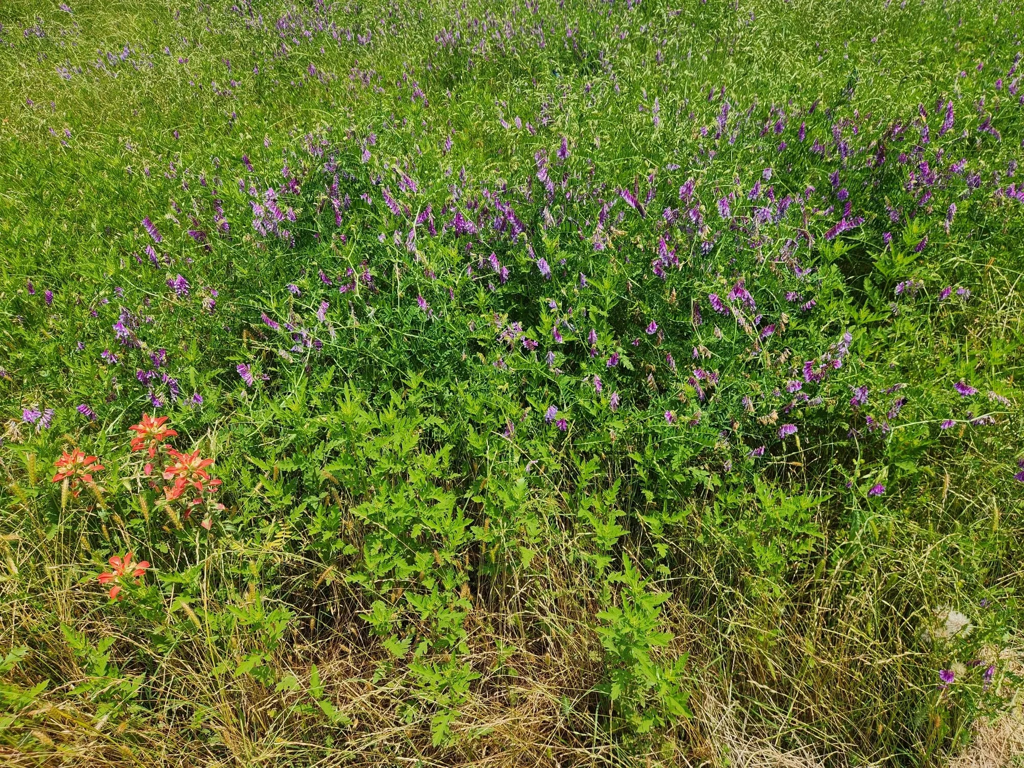 Unimproved Land For Sale in Henderson County , Lot 125 Clear View Court, Athens, Texas 75752, 0, 0, Garage spaces, 0 Sqft, built in 0, mls#21401623, Real Estate Agent in Athens, Homes For Sale in Henderson county, Homes For Sale in Athens, Realtor in Athens Texas, Real Estate Brokerage Independent Realty Texas, Luminita Cordes Realtor