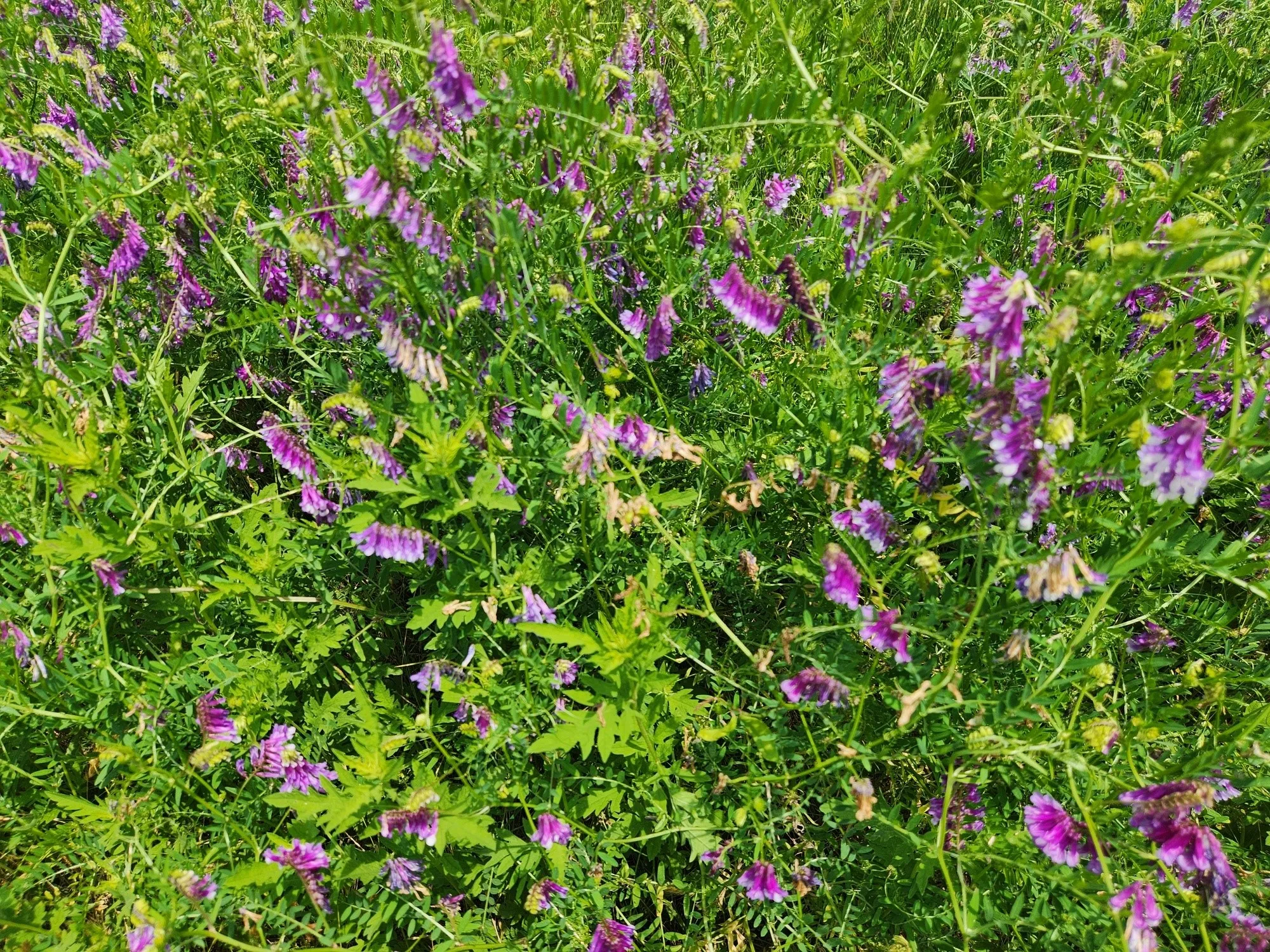 Unimproved Land For Sale in Henderson County , Lot 125 Clear View Court, Athens, Texas 75752, 0, 0, Garage spaces, 0 Sqft, built in 0, mls#21401623, Real Estate Agent in Athens, Homes For Sale in Henderson county, Homes For Sale in Athens, Realtor in Athens Texas, Real Estate Brokerage Independent Realty Texas, Luminita Cordes Realtor