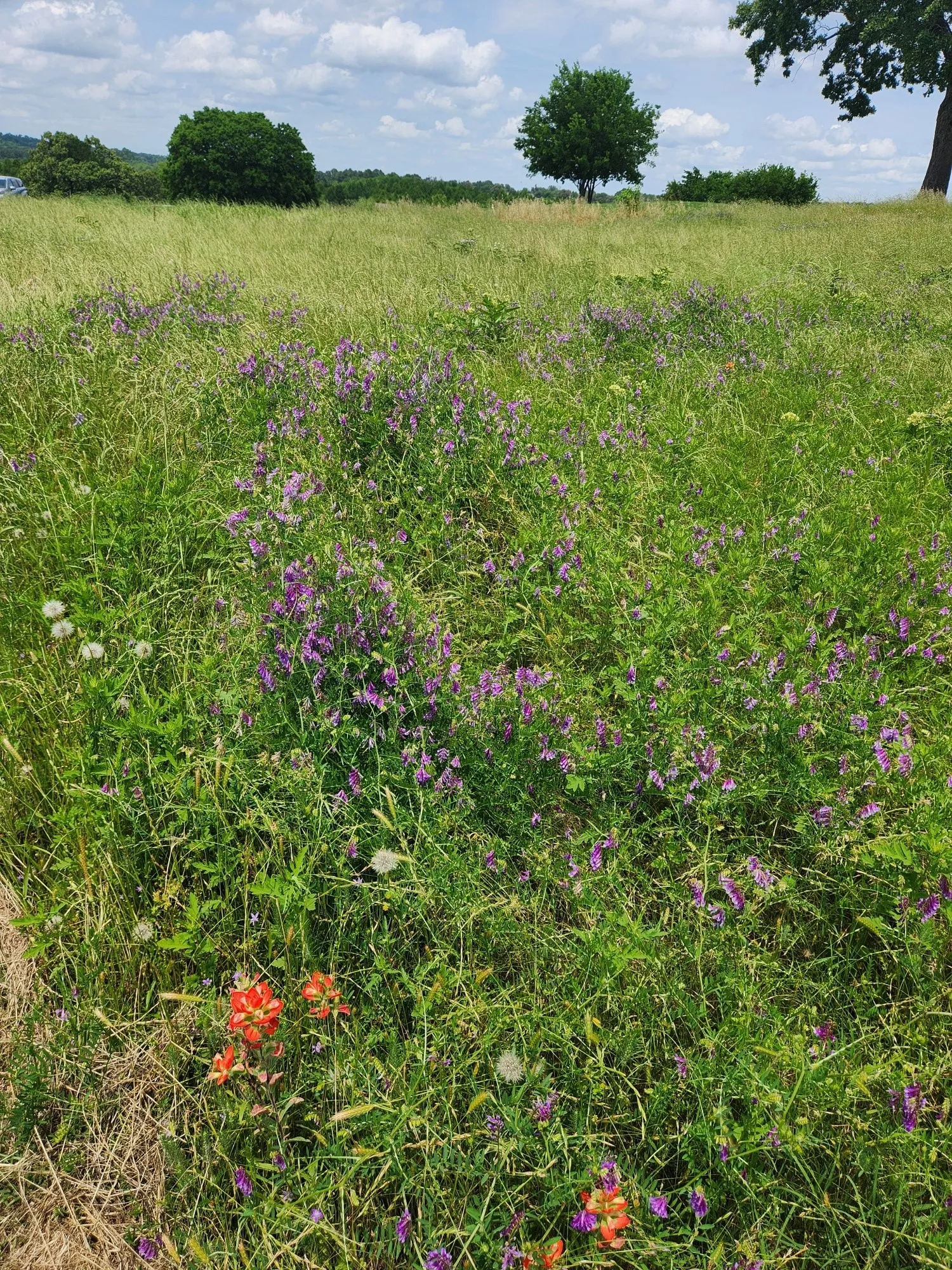 Unimproved Land For Sale in Henderson County , Lot 125 Clear View Court, Athens, Texas 75752, 0, 0, Garage spaces, 0 Sqft, built in 0, mls#21401623, Real Estate Agent in Athens, Homes For Sale in Henderson county, Homes For Sale in Athens, Realtor in Athens Texas, Real Estate Brokerage Independent Realty Texas, Luminita Cordes Realtor