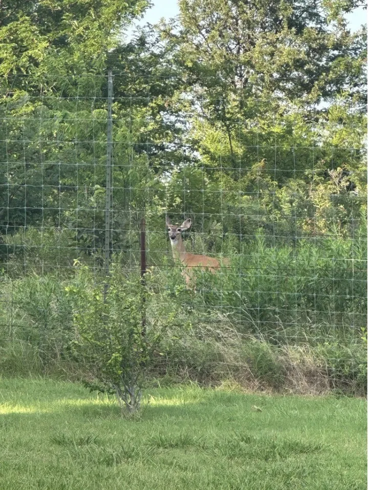 Improved Land For Sale in Hunt County , 2035 FM-1566, Celeste, Texas 75423, 0, 0, Garage spaces, 0 Sqft, built in 2002, mls#21402714, Real Estate Agent in Celeste, Homes For Sale in Hunt county, Homes For Sale in Celeste, Realtor in Celeste Texas, Real Estate Brokerage Independent Realty Texas, Luminita Cordes Realtor