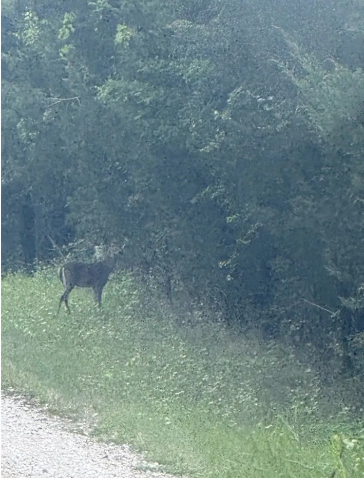 Improved Land For Sale in Hunt County , 2035 FM-1566, Celeste, Texas 75423, 0, 0, Garage spaces, 0 Sqft, built in 2002, mls#21402714, Real Estate Agent in Celeste, Homes For Sale in Hunt county, Homes For Sale in Celeste, Realtor in Celeste Texas, Real Estate Brokerage Independent Realty Texas, Luminita Cordes Realtor