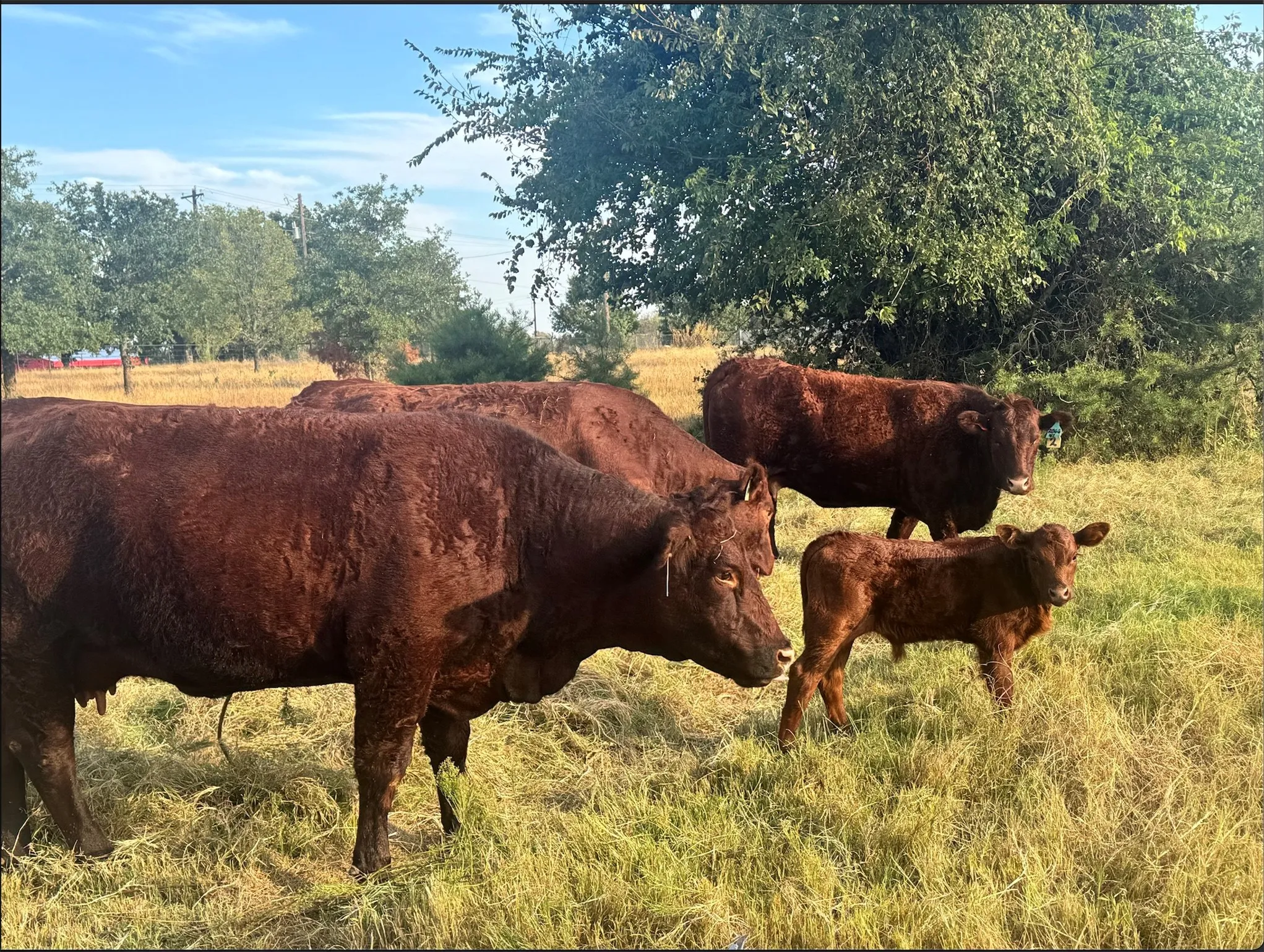 Farm For Sale in Parker County , 1870 Ross Lane 1, Springtown, Texas 76082, 3 Bedroom, 2 Bathroom, Garage spaces, 1,504 Sqft, built in 2005, mls#21402909, Real Estate Agent in Springtown, Homes For Sale in Parker county, Homes For Sale in Springtown, Realtor in Springtown Texas, Real Estate Brokerage Independent Realty Texas, Luminita Cordes Realtor