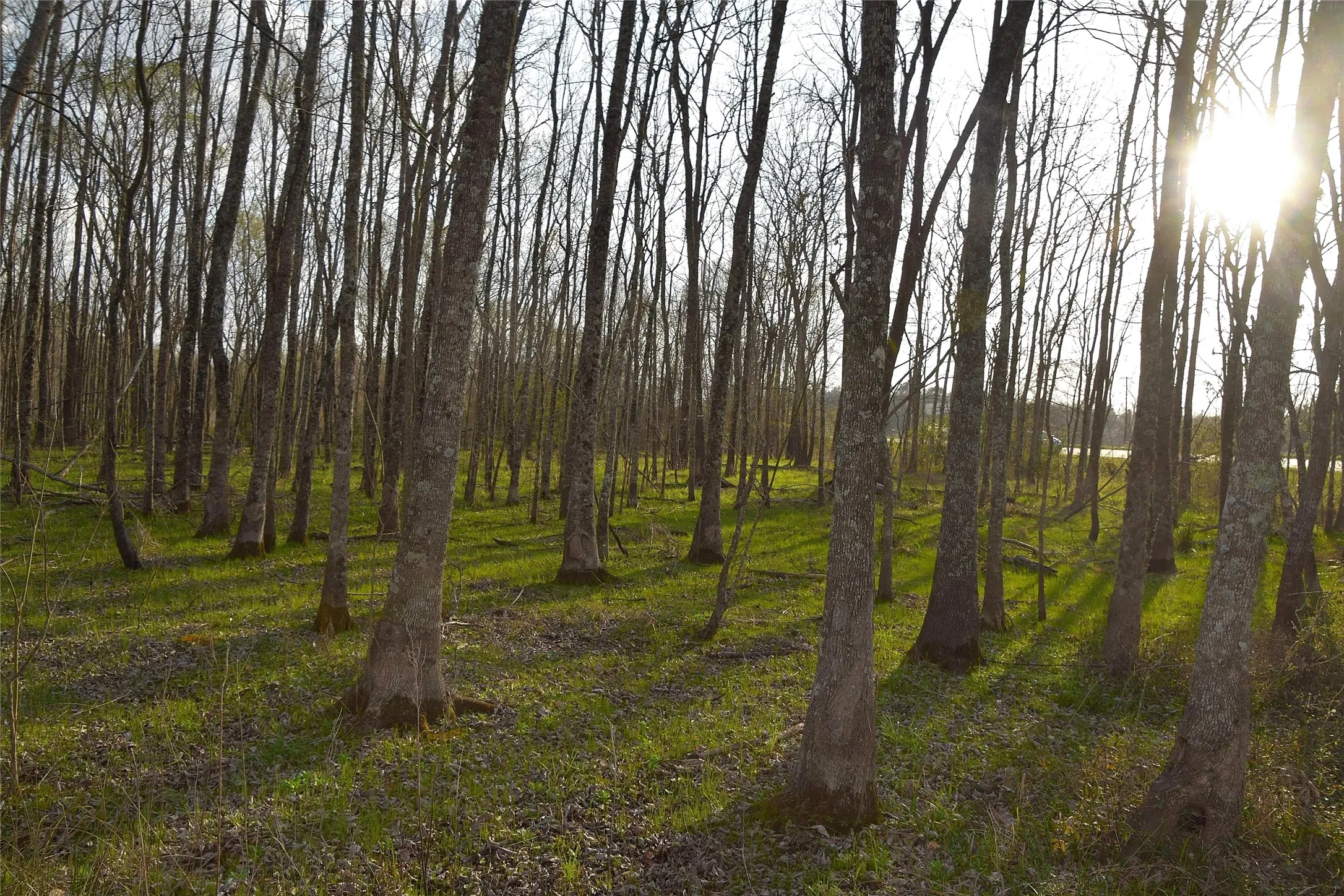 Unimproved Land For Sale in Anderson County , 9781 S US Hwy 79 Highway, Palestine, Texas 75801, 0, 0, Garage spaces, 0 Sqft, built in 0, mls#21402985, Real Estate Agent in Palestine, Homes For Sale in Anderson county, Homes For Sale in Palestine, Realtor in Palestine Texas, Real Estate Brokerage Independent Realty Texas, Luminita Cordes Realtor