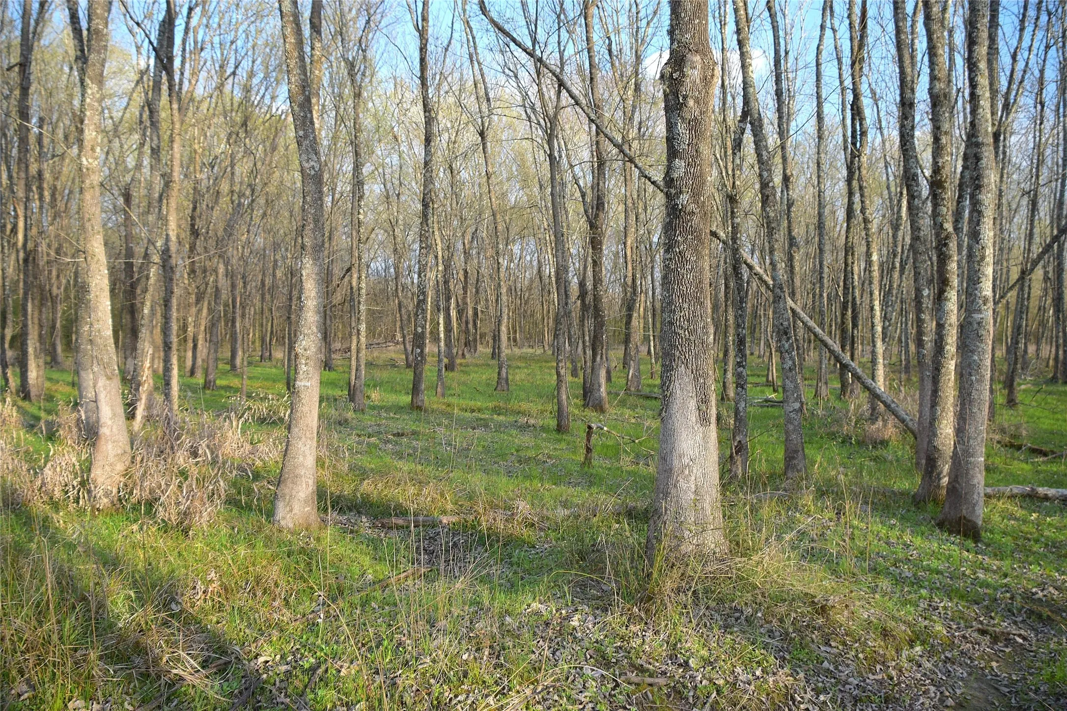 Unimproved Land For Sale in Anderson County , 9781 S US Hwy 79 Highway, Palestine, Texas 75801, 0, 0, Garage spaces, 0 Sqft, built in 0, mls#21402985, Real Estate Agent in Palestine, Homes For Sale in Anderson county, Homes For Sale in Palestine, Realtor in Palestine Texas, Real Estate Brokerage Independent Realty Texas, Luminita Cordes Realtor