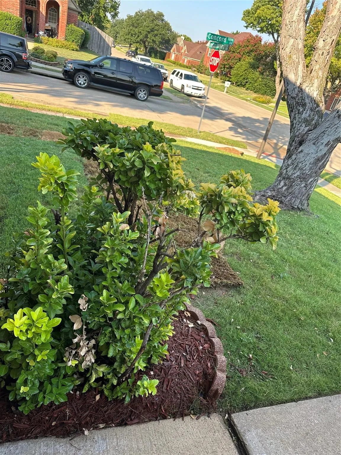 Manicured landscaping with mature shrubs and decorative edging, alongside a concrete pathway
