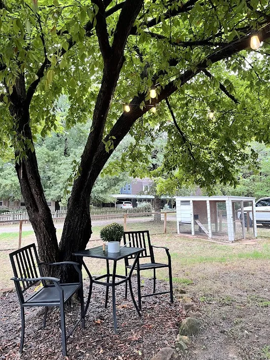 Mature shade tree