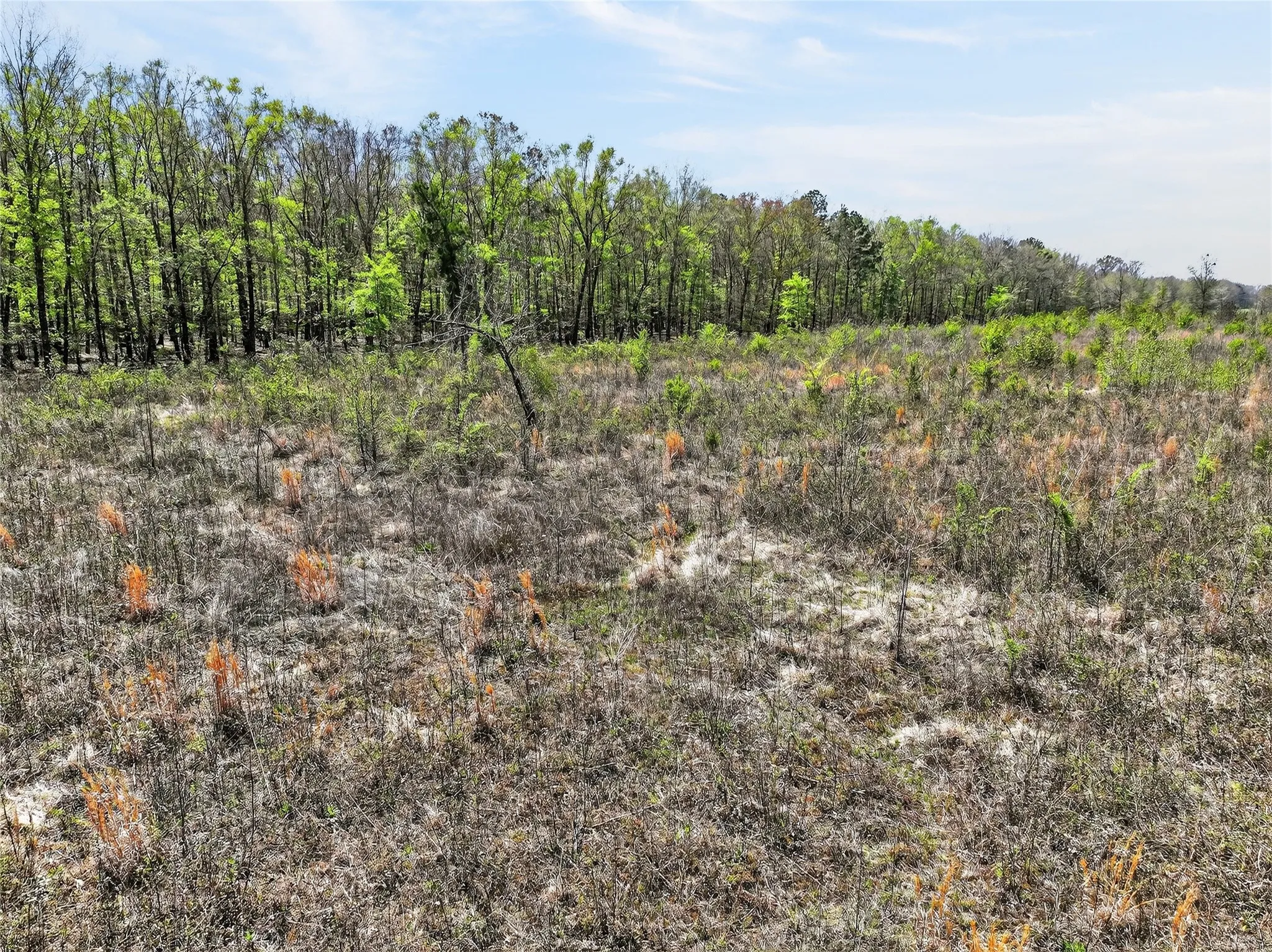 View of tree filled area
