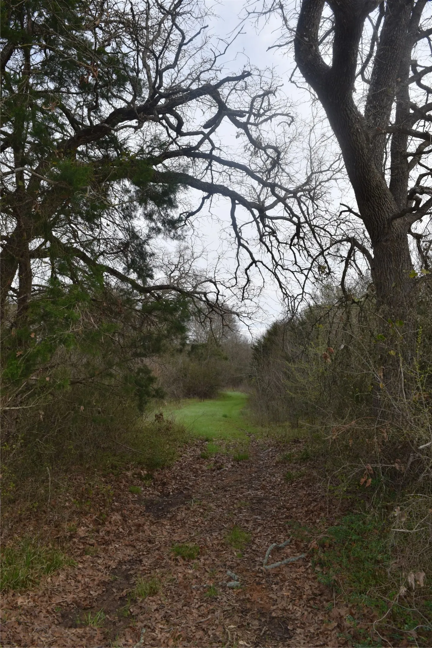 Ranch For Sale in Freestone County , 1110 Main, Streetman, Texas 75859, 0, 0, Garage spaces, 0 Sqft, built in 0, mls#21403173, Real Estate Agent in Streetman, Homes For Sale in Freestone county, Homes For Sale in Streetman, Realtor in Streetman Texas, Real Estate Brokerage Independent Realty Texas, Luminita Cordes Realtor