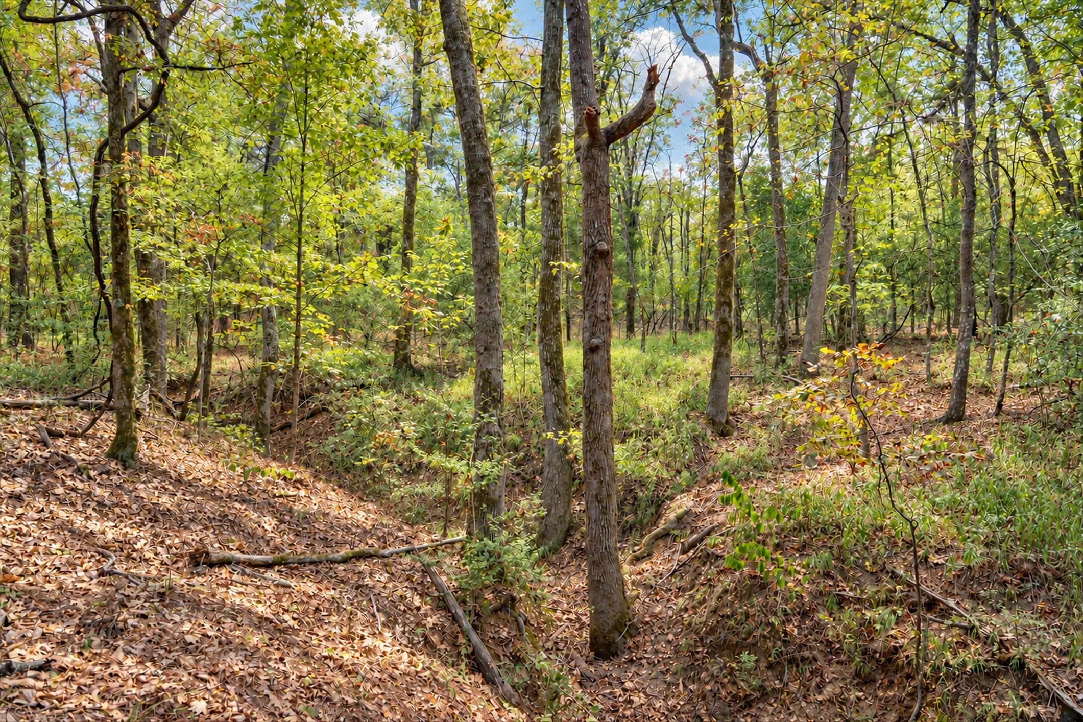 Unimproved Land For Sale in Anderson County , 00 Off of County Road 448, Palestine, Texas 75803, 0, 0, Garage spaces, 0 Sqft, built in 0, mls#21403258, Real Estate Agent in Palestine, Homes For Sale in Anderson county, Homes For Sale in Palestine, Realtor in Palestine Texas, Real Estate Brokerage Independent Realty Texas, Luminita Cordes Realtor