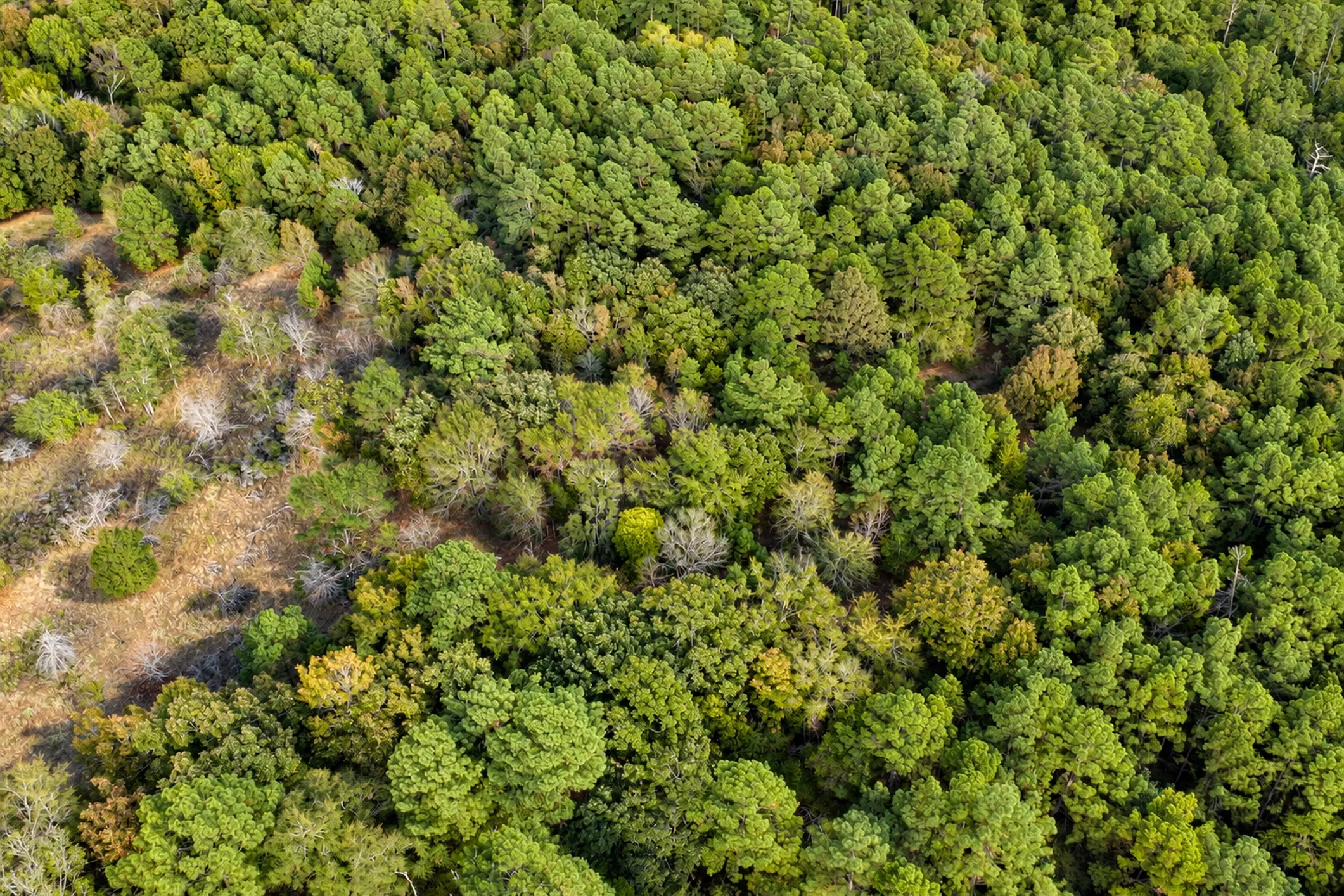 Unimproved Land For Sale in Anderson County , 00 Off of County Road 448, Palestine, Texas 75803, 0, 0, Garage spaces, 0 Sqft, built in 0, mls#21403258, Real Estate Agent in Palestine, Homes For Sale in Anderson county, Homes For Sale in Palestine, Realtor in Palestine Texas, Real Estate Brokerage Independent Realty Texas, Luminita Cordes Realtor