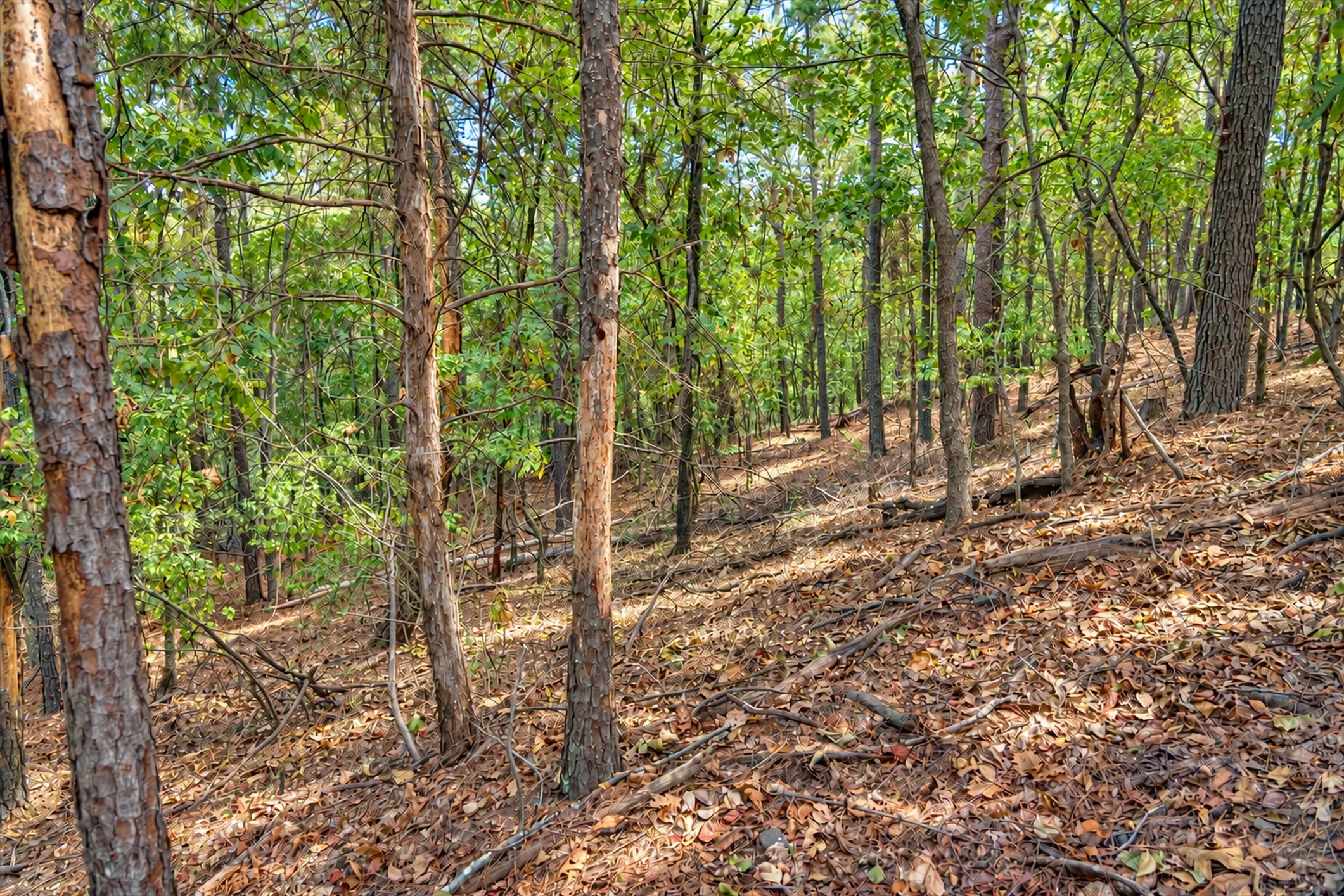 Unimproved Land For Sale in Anderson County , 00 Off of County Road 448, Palestine, Texas 75803, 0, 0, Garage spaces, 0 Sqft, built in 0, mls#21403258, Real Estate Agent in Palestine, Homes For Sale in Anderson county, Homes For Sale in Palestine, Realtor in Palestine Texas, Real Estate Brokerage Independent Realty Texas, Luminita Cordes Realtor