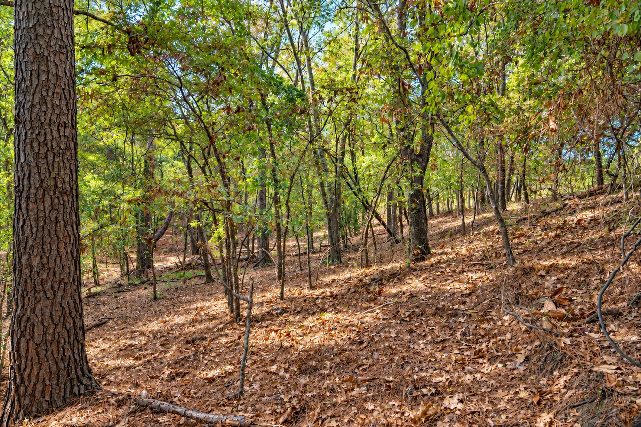 Unimproved Land For Sale in Anderson County , 00 Off of County Road 448, Palestine, Texas 75803, 0, 0, Garage spaces, 0 Sqft, built in 0, mls#21403258, Real Estate Agent in Palestine, Homes For Sale in Anderson county, Homes For Sale in Palestine, Realtor in Palestine Texas, Real Estate Brokerage Independent Realty Texas, Luminita Cordes Realtor