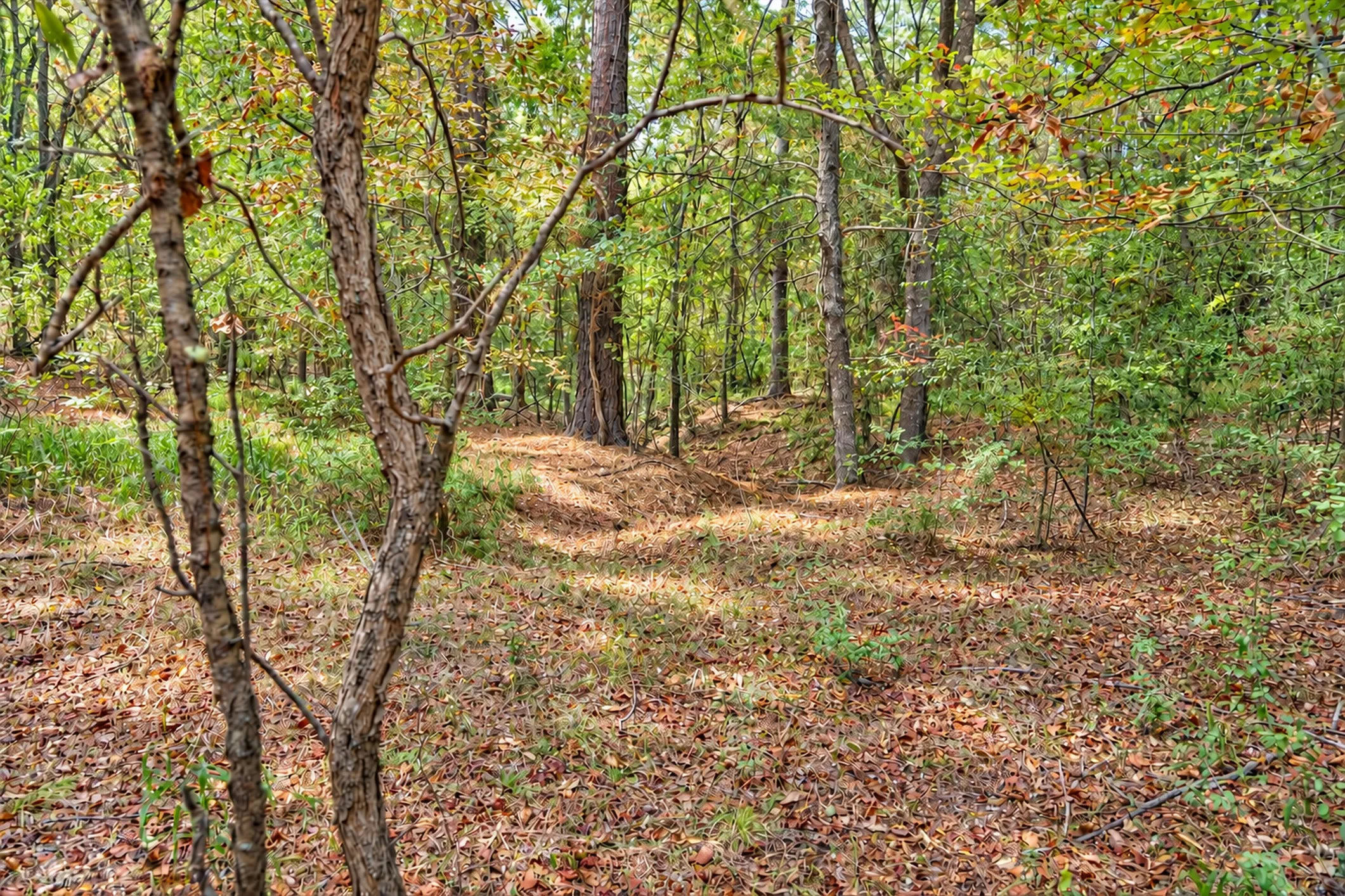 Unimproved Land For Sale in Anderson County , 00 Off of County Road 448, Palestine, Texas 75803, 0, 0, Garage spaces, 0 Sqft, built in 0, mls#21403258, Real Estate Agent in Palestine, Homes For Sale in Anderson county, Homes For Sale in Palestine, Realtor in Palestine Texas, Real Estate Brokerage Independent Realty Texas, Luminita Cordes Realtor